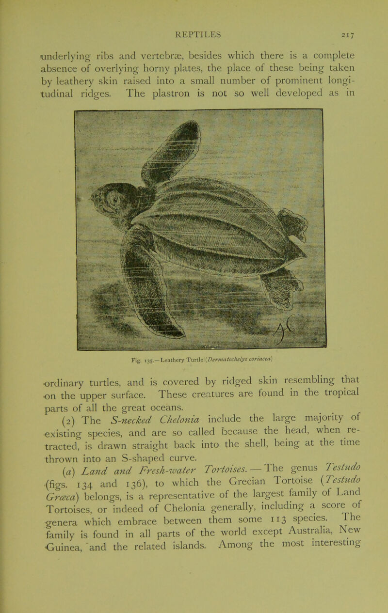 underlying ribs and vertebra, besides which there is a complete absence of overlying horny plates, the place of these being taken by leathery skin raised into a small number of prominent longi- tudinal ridges. The plastron is not so well developed as in Fig. 135.—Leathery Turtle [Dermatochelys coriacea) ordinary turtles, and is covered by ridged skin resembling that on the upper surface. These creatures are found in the tiopical parts of all the great oceans. (2) The S-necked Chelonia include the large majority of existing species, and are so called because the head, when re- tracted, is drawn straight back into the shell, being at the time thrown into an S-shapecl curve. (a) Land and Fresh-water Tortoises. — The genus 7estudo •(figs. 134 and 136), to which the Grecian I ortoise (Testudo Graeco) belongs, is a representative of the largest family of Land Tortoises, or‘indeed of Chelonia generally, including a score of genera which embrace between them some 113 species. The family is found in all parts of the world except Australia, New Guinea, and the related islands. Among the most interesting