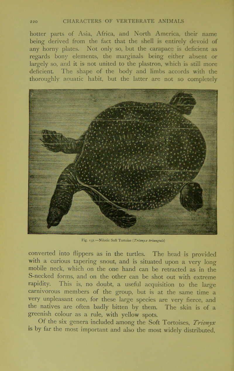 hotter parts of Asia, Africa, and North America, their name being derived from the fact that the shell is entirely devoid of any horny plates. Not only so, but the carapace is deficient as regards bony elements, the marginals being either absent or largely so, and it is not united to the plastron, which is still more deficient. The shape of the body and limbs accords with the thoroughly acuatic habit, but the latter are not so completely Fig. 137.—Nilotic Soft Tortoise (Trionyx triunguis) converted into flippers as in the turtles. The head is provided with a curious tapering snout, and is situated upon a very long mobile neck, which on the one hand can be retracted as in the S-necked forms, and on the other can be shot out with extreme rapidity. This is, no doubt, a useful acquisition to the large carnivorous members of the group, but is at the same time a very unpleasant one, for these large species are very fierce, and the natives are often badly bitten by them. The skin is of a greenish colour as a rule, with yellow spots. Of the six genera included among the Soft Tortoises, Trionyx is by far the most important and also the most widely distributed,