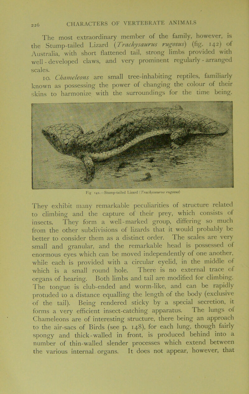 2 26 The most extraordinary member of the family, however, is the Stump-tailed Lizard (Trachysaurus rugosus) (fig. 142) of Australia, with short flattened tail, strong limbs provided with well - developed claws, and very prominent regularly - arranged scales. 10. Chameleons are small tree-inhabiting reptiles, familiarly known as possessing the power of changing the colour of their skins to harmonize with the surroundings for the time being. Fig 142.—Stump-tailed Lizard [Trachysaitnts ntgosiis) They exhibit many remarkable peculiarities of structure related to climbing and the capture of their prey, which consists of insects. They form a well-marked group, differing so much from the other subdivisions of lizards that it would probably be better to consider them as a distinct order. The scales are very small and granular, and the remarkable head is possessed of enormous eyes which can be moved independently of one another, while each is provided with a circular eyelid, in the middle ol which is a small round hole. There is no external trace oi organs of hearing. Both limbs and tail are modified for climbing. The tongue is club-endec! and worm-like, and can be rapidly protuded to a distance equalling the length of the body (exclusive of the tail). Being rendered sticky by a special secretion, it forms a very efficient insect-catching apparatus. 1 he lungs oi Chameleons are of interesting structure, there being an approach to the air-sacs of Birds (see p. 148), for each lung, though fairly spongy and thick-walled in front, is produced behind into a number of thin-walled slender processes which extend between the various internal organs. It does not appear, however, that