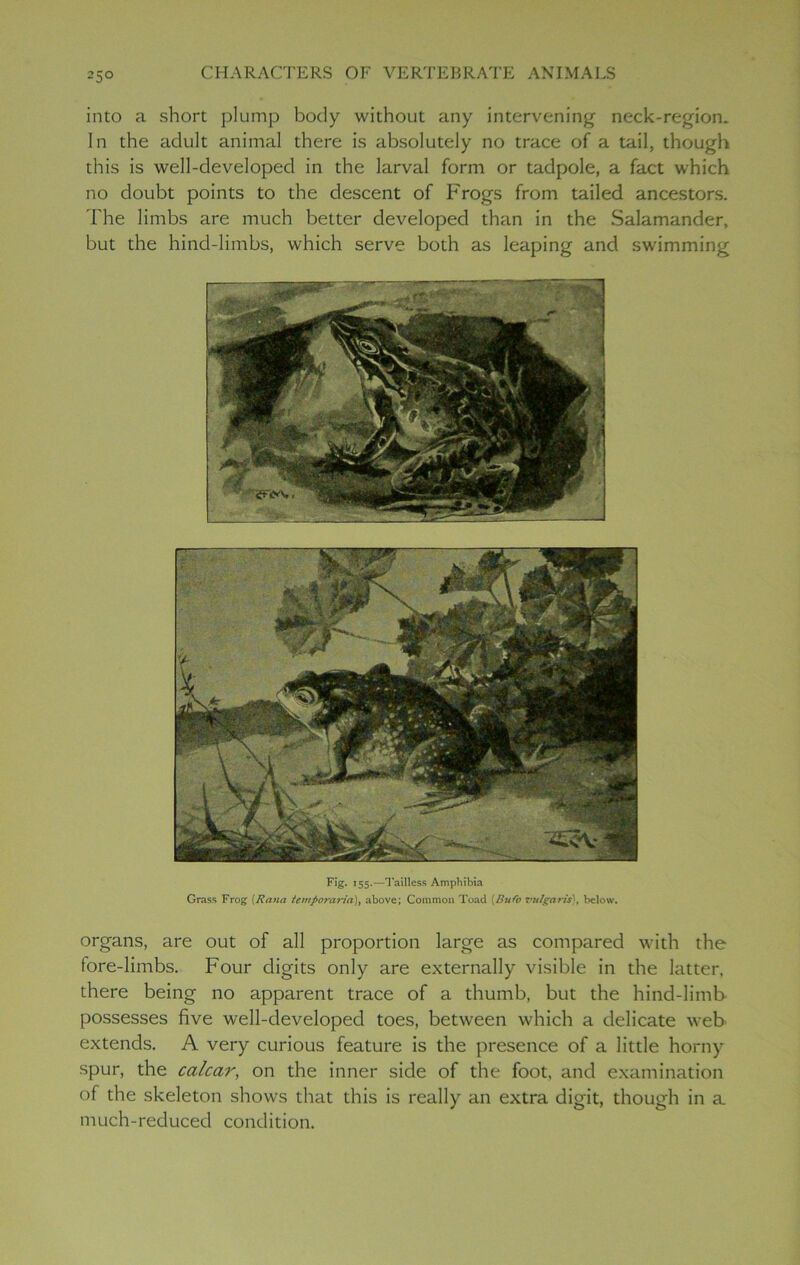 into a short plump body without any intervening neck-region. In the adult animal there is absolutely no trace of a tail, though this is well-developed in the larval form or tadpole, a fact which no doubt points to the descent of Frogs from tailed ancestors. The limbs are much better developed than in the Salamander, but the hind-limbs, which serve both as leaping and swimming Fig. 155.—Tailless Amphibia Grass Frog (Ran a tempora7‘ia)i above; Common Toad (Bufo vulgaris), below. organs, are out of all proportion large as compared with the fore-limbs. Four digits only are externally visible in the latter, there being no apparent trace of a thumb, but the hind-limb possesses five well-developed toes, between which a delicate web extends. A very curious feature is the presence of a little horny spur, the calcar, on the inner side of the foot, and examination of the skeleton shows that this is really an extra digit, though in a much-reduced condition.