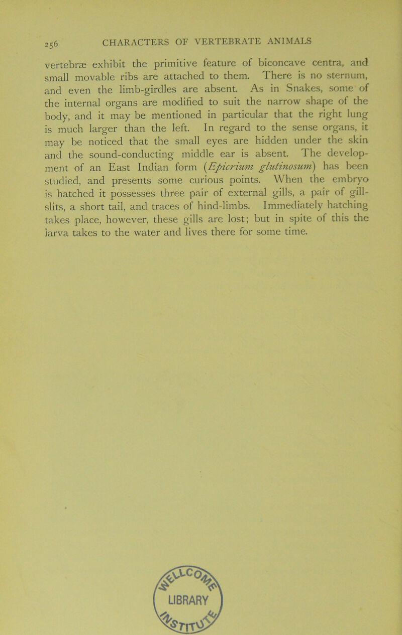 vertebrae exhibit the primitive feature of biconcave centra, and small movable ribs are attached to them. There is no sternum, and even the limb-girdles are absent. As in Snakes, some of the internal organs are modified to suit the narrow shape of the body, and it may be mentioned in particular that the right lung is much larger than the left. In regard to the sense organs, it may be noticed that the small eyes are hidden under the skin and the sound-conducting middle ear is absent. I he develop- ment of an East Indian form (Epicrium glutinosum) has been studied, and presents some curious points. W hen the embryo is hatched it possesses three pair of external gills, a pair of gill- slits, a short tail, and traces of hind-limbs. Immediately hatching takes place, however, these gills are lost; but in spite of this the larva takes to the water and lives there for some time.