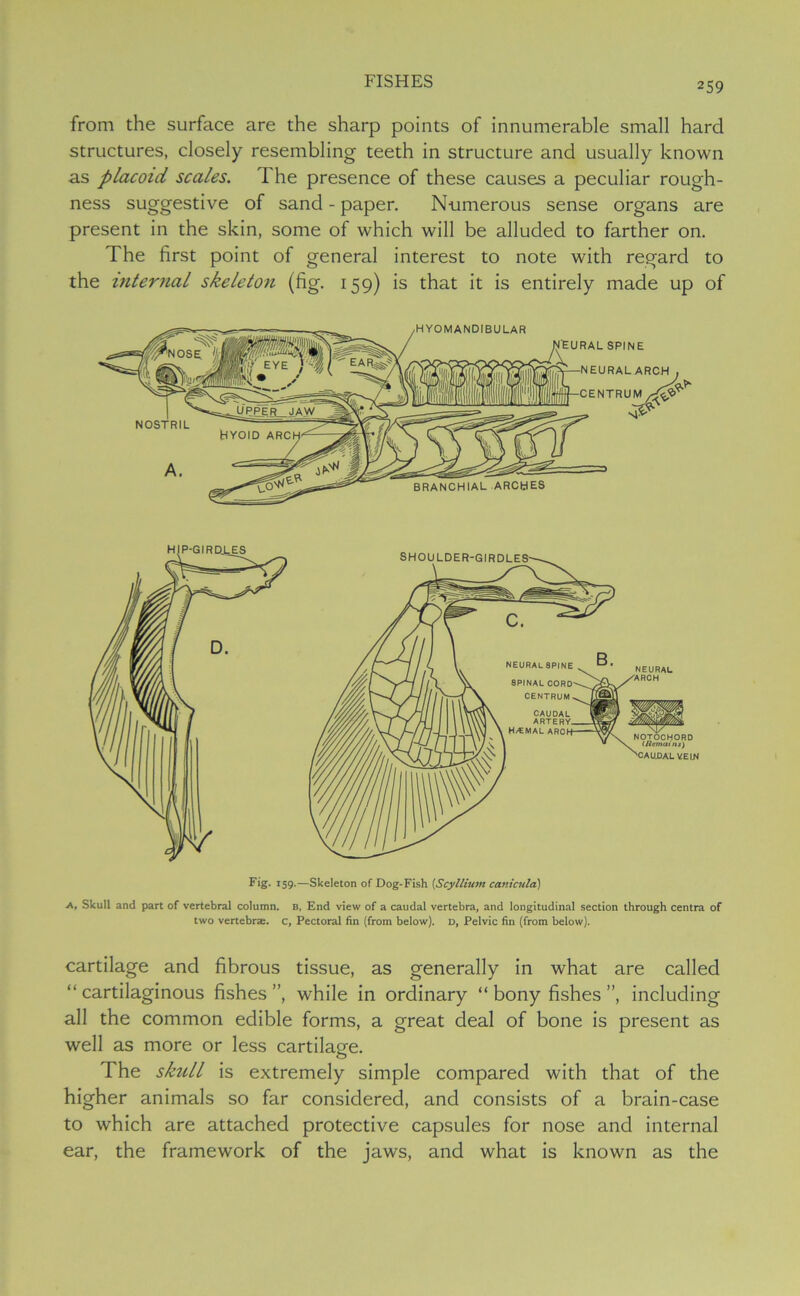 from the surface are the sharp points of innumerable small hard structures, closely resembling teeth in structure and usually known as placoid scales. 1 he presence of these causes a peculiar rough- ness suggestive of sand - paper. Numerous sense organs are present in the skin, some of which will be alluded to farther on. The first point of general interest to note with regard to the internal skeleton (fig. 159) is that it is entirely made up of .—Skeleton of Dog-Fish (Scyltiwn canicnla) A, Skull and part of vertebral column. B, End view of a caudal vertebra, and longitudinal section through centra of two vertebrae, c, Pectoral fin (from below). D, Pelvic fin (from below). cartilage and fibrous tissue, as generally in what are called “cartilaginous fishes”, while in ordinary “ bony fishes ”, including all the common edible forms, a great deal of bone is present as well as more or less cartilage. The skull is extremely simple compared with that of the higher animals so far considered, and consists of a brain-case to which are attached protective capsules for nose and internal ear, the framework of the jaws, and what is known as the