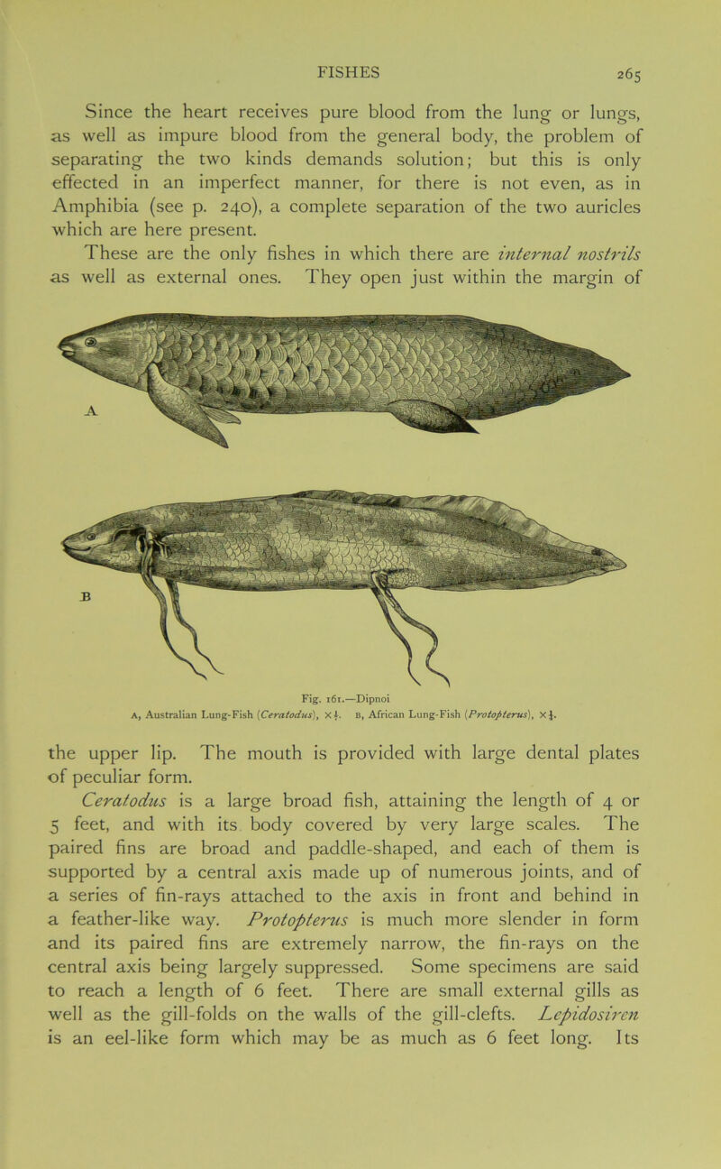 Since the heart receives pure blood from the lung or lungs, as well as impure blood from the general body, the problem of separating the two kinds demands solution; but this is only effected in an imperfect manner, for there is not even, as in Amphibia (see p. 240), a complete separation of the two auricles which are here present. These are the only fishes in which there are internal nostrils as well as external ones. They open just within the margin of Fig. 161.—Dipnoi A, Australian Lung-Fish (Ceratodus), Xi. b, African Lung-Fish (.Protopterus), Xj. the upper lip. The mouth is provided with large dental plates of peculiar form. Ceratodus is a large broad fish, attaining the length of 4 or 5 feet, and with its body covered by very large scales. The paired fins are broad and paddle-shaped, and each of them is supported by a central axis made up of numerous joints, and of a series of fin-rays attached to the axis in front and behind in a feather-like way. Protopterus is much more slender in form and its paired fins are extremely narrow, the fin-rays on the central axis being largely suppressed. Some specimens are said to reach a length of 6 feet. There are small external gills as well as the gill-folds on the walls of the gill-clefts. Lepidosiren is an eel-like form which may be as much as 6 feet long. Its