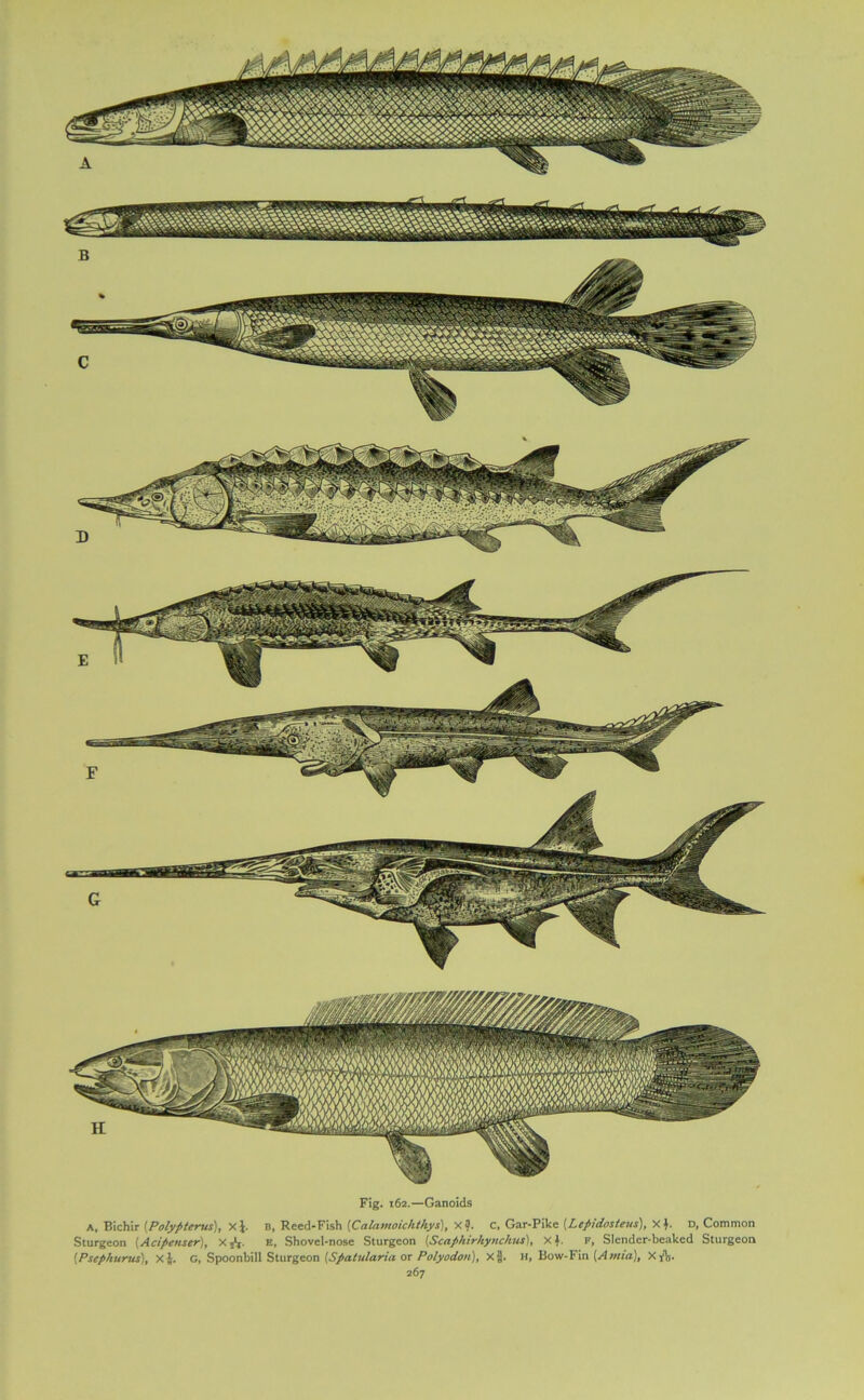 Fig. 162.—Ganoids A, P.ichir (Pofypterus), xj. B, Reed-Fish [Calamoichthys), X c, Gar-Pike [Lepidos/eus), X D, Common Sturgeon (Acipenser), X j1,. E, Shovel-nose Sturgeon (Scaphirliynclms), X1. F, Slender-beaked Sturgeon (Psep/iurus), x$. G, Spoonbill Sturgeon (Spatularia or Polyodon), X§. H, Bow-Fin [Anna), XjV