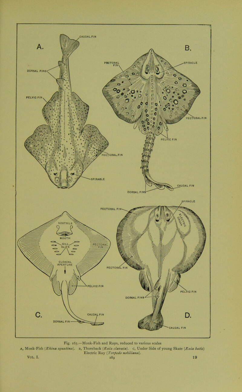 1 Fig. 167.—Monk-Fish and Rays, reduced to various scales A, Monk-Fish [Rhino, squatina). b, Thom back [Rain clavata). c, Under Side of young Skate [Rata baiis) Electric Ray (Torpedo nobiliana).