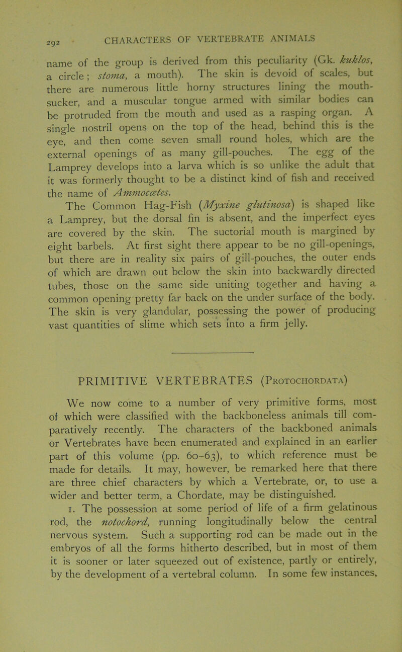 name of the group is derived from this peculiarity (Gk. kuklos, a circle; stoma, a mouth). The skin is devoid of scales, but there are numerous little horny structures lining the mouth- sucker, and a muscular tongue armed with similar bodies can be protruded from the mouth and used as a rasping organ. A single nostril opens on the top of the head, behind this is the eye, and then come seven small round holes, which are the external openings of as many gill-pouches. The egg of the Lamprey develops into a larva which is so unlike the adult that it was formerly thought to be a distinct kind of fish and received the name of Aimnoccetes. The Common Hag-Fish (Myxine glutinosa) is shaped like a Lamprey, but the dorsal fin is absent, and the imperfect eyes are covered by the skin. The suctorial mouth is margined by eight barbels. At first sight there appear to be no gill-openings, but there are in reality six pairs of gill-pouches, the outer ends of which are drawn out below the skin into backwardly directed tubes, those on the same side uniting together and having a common opening pretty far back on the under surface of the body. The skin is very glandular, possessing the power of producing vast quantities of slime which sets into a firm jelly. PRIMITIVE VERTEBRATES (Protochordata) We now come to a number of very primitive forms, most of which were classified with the backboneless animals till com- paratively recently. The characters of the backboned animals or Vertebrates have been enumerated and explained in an earlier part of this volume (pp. 60-63), to which reference must be made for details. It may, however, be remarked here that there are three chief characters by which a Vertebrate, or, to use a wider and better term, a Chordate, may be distinguished. 1. The possession at some period of life of a firm gelatinous rod, the notochord, running longitudinally below the central nervous system. Such a supporting rod can be made out in the embryos of all the forms hitherto described, but in most of them it is sooner or later squeezed out of existence, partly or entirely, by the development of a vertebral column. In some few instances.