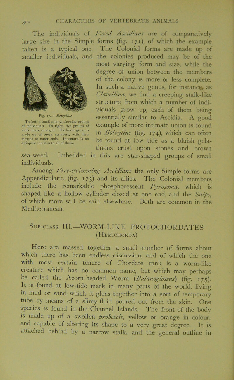 3°° The individuals of Fixed Ascidians are of comparatively large size in the Simple forms (fig. 171), of which the example taken is a typical one. The Colonial forms are made up of smaller individuals, and the colonies produced may be of the most varying form and size, while the degree of union between the members of the colony is more or less complete. In such a native genus, for instance, as C/avellina, we find a creeping stalk-like structure from which a number of indi- viduals grow up, each of them being essentially similar to Ascidia. A good example of more intimate union is found in Botryllus (fig. 174), which can often be found at low tide as a bluish gela- tinous crust upon stones and brown sea-weed. Imbedded in this are star-shaped groups of small individuals. Among Free-swimming Ascidians the only Simple forms are Appendicularia (fig. 173) and its allies. The Colonial members include the remarkable phosphorescent Pyrosoma, which is shaped like a hollow cylinder closed at one end, and the Salps, of which more will be said elsewhere. Both are common in the Mediterranean. Sub-class III.—WORM-LIKE PROTOCHORDATES (Hemichorda) Here are massed together a small number of forms about which there has been endless discussion, and of which the one with most certain tenure of Chordate rank is a worm-like creature which has no common name, but which may perhaps be called the Acorn-headed Worm (.Balanoglossus) (fig. 175). It is found at low-tide mark in many parts of the world, living in mud or sand which it glues together into a sort of temporary tube by means of a slimy fluid poured out from the skin. One species is found in the Channel Islands. The front of the body is made up of a swollen proboscis, yellow or orange in colour, and capable of altering its shape to a very great degree. It is attached behind by a narrow stalk, and the genera! outline in Fig. 174.—Botryllus To left, a small colony, showing groups of individuals. To right, two groups of individuals, enlarged. The lower group is made up of seven members, with their mouths at outer ends. In centre is an atriopore common to all of them.