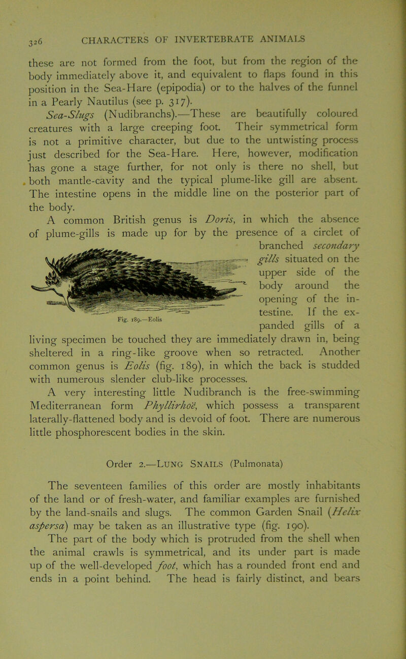 526 these are not formed from the foot, but from the region of the body immediately above it, and equivalent to flaps found in this position in the Sea-Hare (epipodia) or to the halves of the funnel in a Pearly Nautilus (see p. 317). Sea-Slugs (Nudibranchs).—These are beautifully coloured creatures with a large creeping foot. Their symmetrical form is not a primitive character, but due to the untwisting process just described for the Sea-Hare. Here, however, modification has gone a stage further, for not only is there no shell, but . both mantle-cavity and the typical plume-like gill are absent. The intestine opens in the middle line on the posterior part of the body. A common British genus is Doris, in which the absence of plume-gills is made up for by the presence of a circlet of branched secondary gills situated on the upper side of the body around the opening of the in- testine. If the ex- panded gills of a living specimen be touched they are immediately drawn in, being sheltered in a ring-like groove when so retracted. Another common genus is Eolis (fig. 189), in which the back is studded with numerous slender club-like processes. A very interesting little Nudibranch is the free-swimming Mediterranean form Phyllirhoe, which possess a transparent laterally-flattened body and is devoid of foot. There are numerous little phosphorescent bodies in the skin. Fig. 189.—Eolis Order 2.—LUNG SNAILS (Pulmonata) The seventeen families of this order are mostly inhabitants of the land or of fresh-water, and familiar examples are furnished by the land-snails and slugs. The common Garden Snail (Helix aspersa) may be taken as an illustrative type (fig. 190). The part of the body which is protruded from the shell when the animal crawls is symmetrical, and its under part is made up of the well-developed foot, which has a rounded front end and ends in a point behind. The head is fairly distinct, and bears