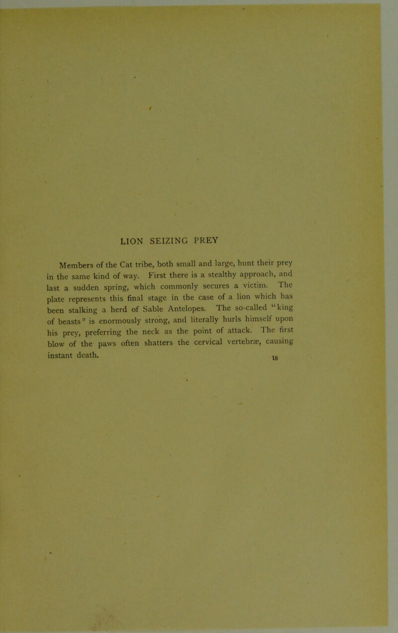 LION SEIZING PREY Members of the Cat tribe, both small and large, hunt their prey in the same kind of way. First there is a stealthy approach, and last a sudden spring, which commonly secures a victim. The plate represents this final stage in the case of a lion which has been stalking a herd of Sable Antelopes. The so-called “king of beasts” is enormously strong, and literally hurls himself upon his prey, preferring the neck as the point of attack. The first blow of the paws often shatters the cervical vertebrae, causing instant death. 1s