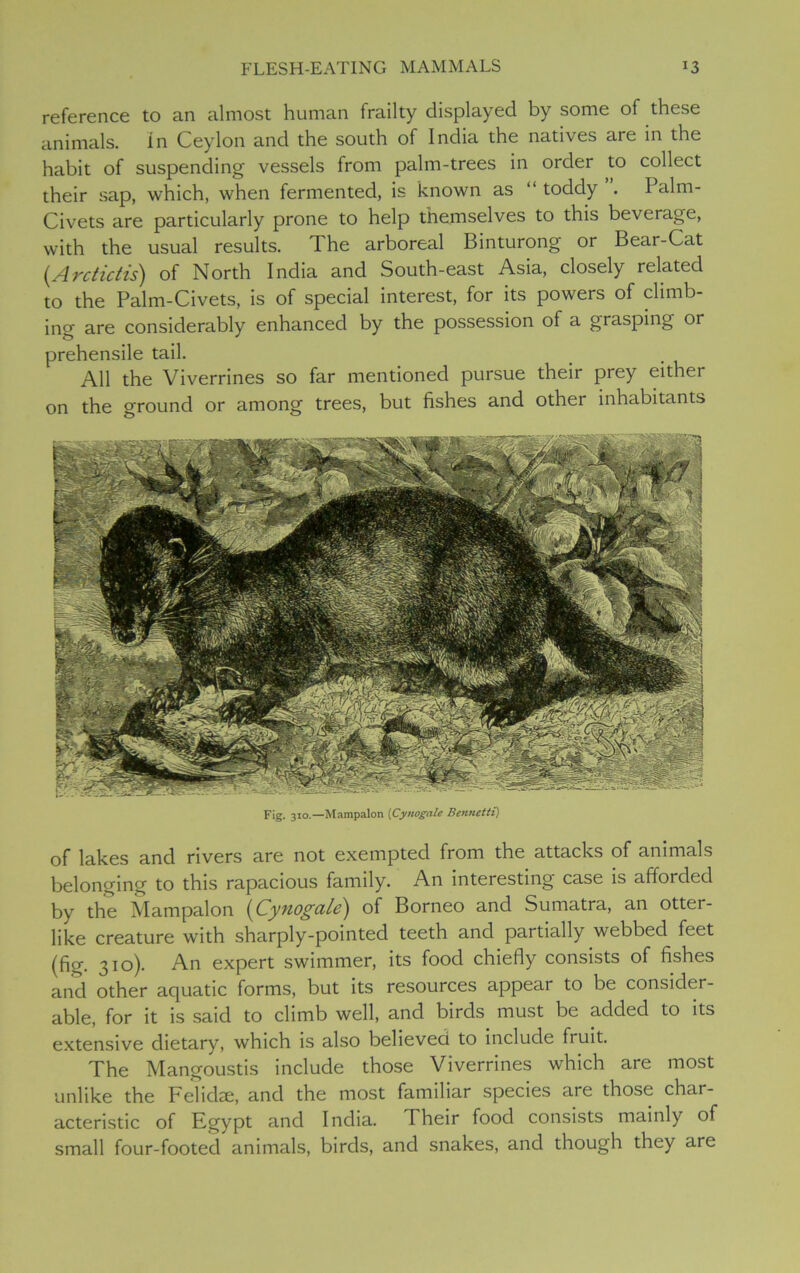 reference to an almost human frailty displayed by some of these animals. In Ceylon and the south of India the natives are in the habit of suspending vessels from palm-trees in order to collect their sap, which, when fermented, is known as “ toddy . Palm- Civets are particularly prone to help themselves to this beverage, with the usual results. The arboreal Binturong or Bear-Cat (Arctictis) of North India and South-east Asia, closely related to the Palm-Civets, is of special interest, for its powers of climb- ing are considerably enhanced by the possession of a grasping or prehensile tail. All the Viverrines so far mentioned pursue their prey eithei on the ground or among trees, but fishes and other inhabitants Fig. 310.—Mampalon [Cynogale Bennetti) of lakes and rivers are not exempted from the attacks of animals belonging to this rapacious family. An interesting case is afforded by the Mampalon (Cynogale) of Borneo and Sumatra, an otter- like creature with sharply-pointed teeth and partially webbed feet (fig- 310)- An exPert swimmer, its food chiefly consists of fishes and other aquatic forms, but its resources appear to be consider- able, for it is said to climb well, and birds must be added to its extensive dietary, which is also believed to include fruit. The Mangoustis include those Viverrines which are most unlike the Felidae, and the most familiar species are those char- acteristic of Egypt and India. Their food consists mainly of small four-footed animals, birds, and snakes, and though they are