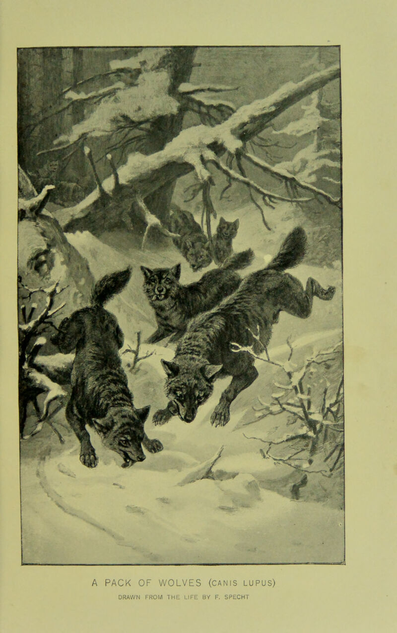 A PACK OF WOLVES (CANIS LUPUS) DRAWN FROM THE LIFE BY F. SPECHT