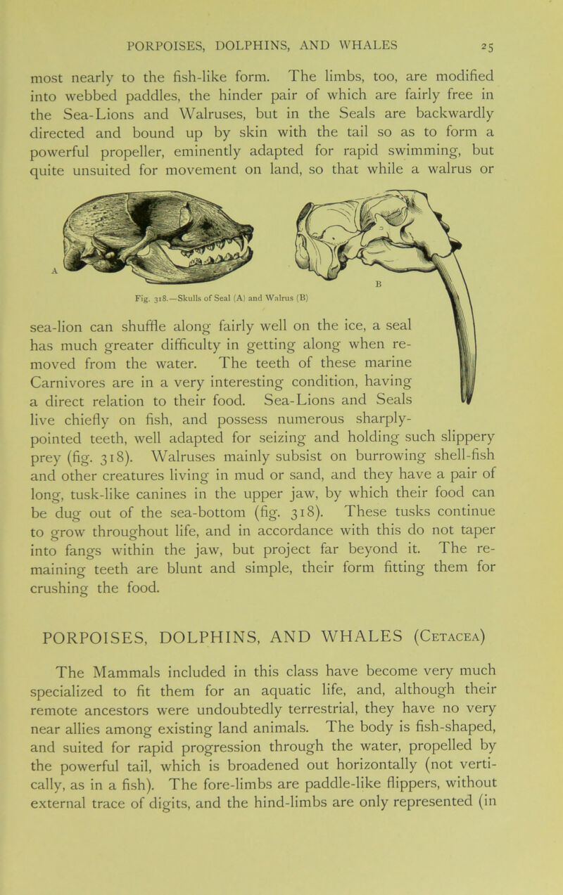 most nearly to the fish-like form. The limbs, too, are modified into webbed paddles, the hinder pair of which are fairly free in the Sea-Lions and Walruses, but in the Seals are backwardly directed and bound up by skin with the tail so as to form a powerful propeller, eminently adapted for rapid swimming, but quite unsuited for movement on land, so that while a walrus or Fig. 318.—Skulls of Seal (A) and Walrus (B) sea-lion can shuffle along fairly well on the ice, a seal has much greater difficulty in getting along when re- moved from the water. The teeth of these marine Carnivores are in a very interesting condition, having a direct relation to their food. Sea-Lions and Seals live chiefly on fish, and possess numerous sharply- pointed teeth, well adapted for seizing and holding such slippery prey (fig. 318). Walruses mainly subsist on burrowing shell-fish and other creatures living in mud or sand, and they have a pair of long, tusk-like canines in the upper jaw, by which their food can be dug out of the sea-bottom (fig. 318). These tusks continue to grow throughout life, and in accordance with this do not taper into fangs within the jaw, but project far beyond it. The re- maining teeth are blunt and simple, their form fitting them for crushing the food. PORPOISES, DOLPHINS, AND WHALES (Cetacea) The Mammals included in this class have become very much specialized to fit them for an aquatic life, and, although their remote ancestors were undoubtedly terrestrial, they have no very near allies among existing land animals. The body is fish-shaped, and suited for rapid progression through the water, propelled by the powerful tail, which is broadened out horizontally (not verti- cally, as in a fish). The fore-limbs are paddle-like flippers, without external trace of digits, and the hind-limbs are only represented (in