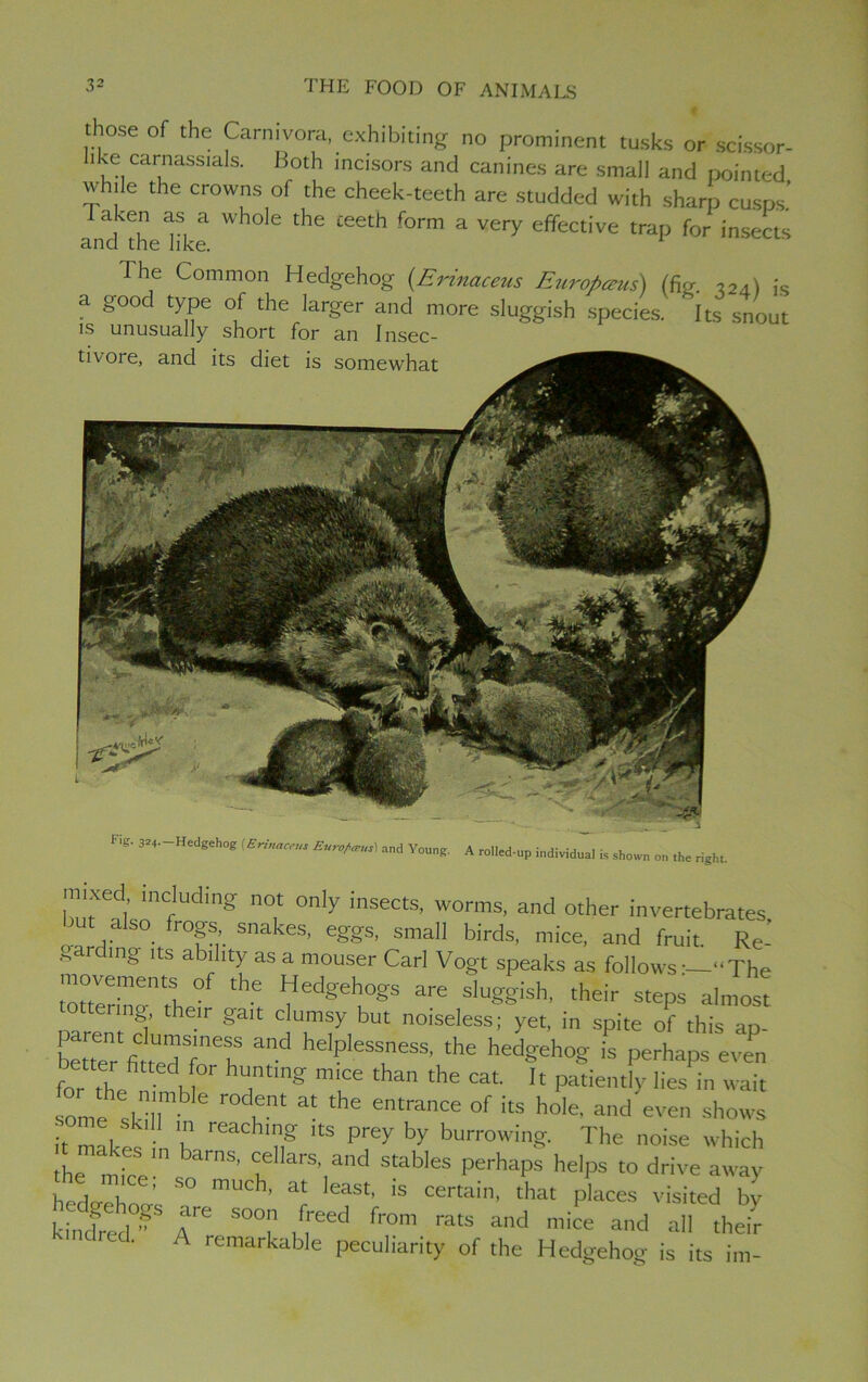 those of the Carnivora, exhibiting no prominent tusks or scissor- like carnassials. Both incisors and canines are small and pointed while the crowns of the cheek-teeth are studded with sharp cusps' aken as a whole the teeth form a very effective trap for insects and the like. The Common Hedgehog {Erinaceus Europczus) (fip- ?2a) is a good type of the larger and more sluggish species. Its snout is unusually short for an Insec- tivoie, and its diet is somewhat lk&,; Fig. 324. Hedgehog (Erinaceus Euro^us'. and Young. A rolled-up individual is shown on the right. mixed including not only insects, worms, and other invertebrates but also frogs snakes, eggs, small birds, mice, and fruit Re gardmg its ability as a mouser Carl Vogt speaks as follows •—“The totterinn rh ^ ^ Vedgehog:S are slu?§ish, their steps almost tering their gait clumsy but noiseless; yet, in spite of this ap- be t“ fitedTT “d the hedgehog is perhaps et! for rhefi • dCr Ttmg mice than the caL !t patiently lies in wait lie skill I a- the 6ntranCe °f itS ho,e' even shows • , . 'n reaching its prey by burrowing. The noise which the micel arnS’ “‘’hand StableS PerhaPs helPs t0 drive away hedp-choo-'s mUCh’ '‘I 6aSt’ 'S certam' that places visited by khled^ A 6 S0°t need fr°m ratS a',d ad a« their • a remarkable peculiarity of the Hedgehog is its im-