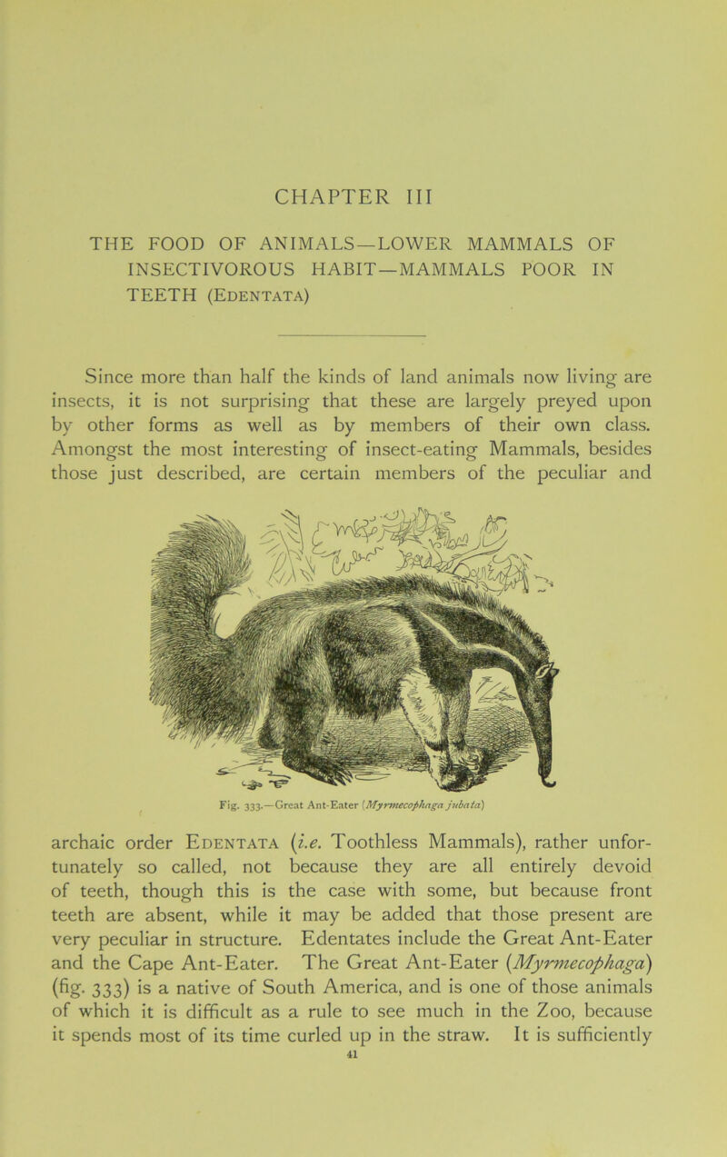 THE FOOD OF ANIMALS —LOWER MAMMALS OF INSECTIVOROUS HABIT —MAMMALS POOR IN TEETH (Edentata) Since more than half the kinds of land animals now living are insects, it is not surprising that these are largely preyed upon by other forms as well as by members of their own class. Amongst the most interesting of insect-eating Mammals, besides those just described, are certain members of the peculiar and Fig. 333.—Great Ant-Eater (Myrmecophnga jitbata) archaic order Edentata (i.e. Toothless Mammals), rather unfor- tunately so called, not because they are all entirely devoid of teeth, though this is the case with some, but because front teeth are absent, while it may be added that those present are very peculiar in structure. Edentates include the Great Ant-Eater and the Cape Ant-Eater. The Great Ant-Eater (.Myrmecophciga) (fig- 333) is a native of South America, and is one of those animals of which it is difficult as a rule to see much in the Zoo, because it spends most of its time curled up in the straw. It is sufficiently