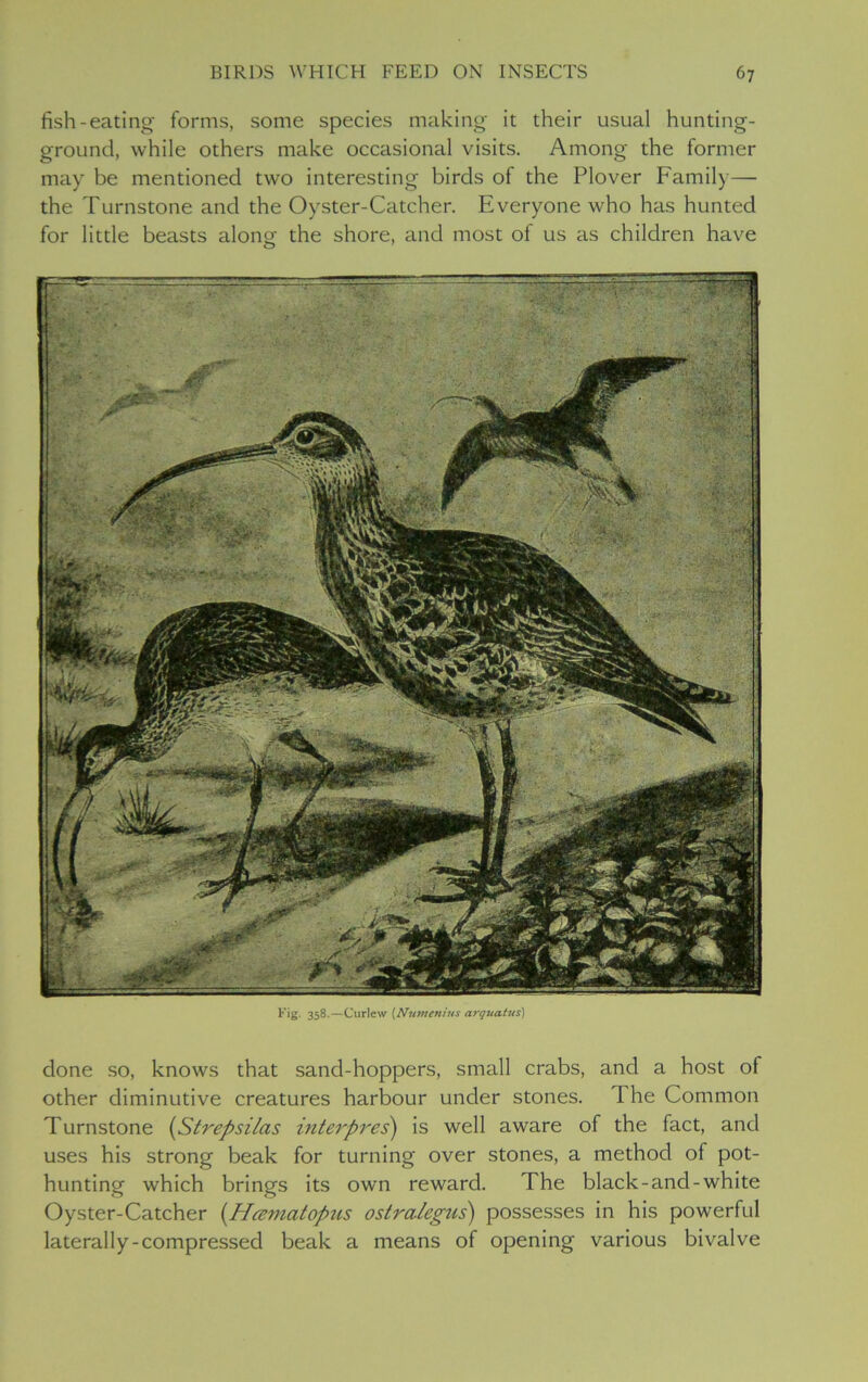 fish-eating forms, some species making it their usual hunting- ground, while others make occasional visits. Among the former may be mentioned two interesting birds of the Plover Family—■ the Turnstone and the Oyster-Catcher. Everyone who has hunted for little beasts alone the shore, and most of us as children have Fig. 358.—Curlew (Niimenius arquatus) done so, knows that sand-hoppers, small crabs, and a host of other diminutive creatures harbour under stones. 1 he Common Turnstone (Strepsilas interpres) is well aware of the fact, and uses his strong beak for turning over stones, a method of pot- hunting which brings its own reward. The black-and-white Oyster-Catcher (Hcematopus ostralegus) possesses in his powerful laterally-compressed beak a means of opening various bivalve