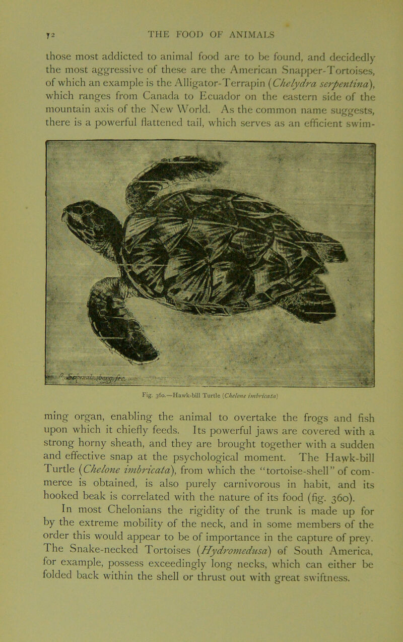 those most addicted to animal food are to be found, and decidedly the most aggressive of these are the American Snapper-Tortoises, of which an example is the Alligator-Terrapin (Chelydra serpentina), which ranges from Canada to Ecuador on the eastern side of the mountain axis of the New World. As the common name suggests, there is a powerful flattened tail, which serves as an efficient swim- Fig. 360.—Hawk-bill Turtle (Chelone imbricatn) ming organ, enabling the animal to overtake the frogs and fish upon which it chiefly feeds. Its powerful jaws are covered with a strong horny sheath, and they are brought together with a sudden and effective snap at the psychological moment. The Hawk-bill Turtle (Chelone imbricata), from which the “tortoise-shell” of com- merce is obtained, is also purely carnivorous in habit, and its hooked beak is correlated with the nature of its food (fig. 360). In most Chelonians the rigidity of the trunk is made up for by the extreme mobility of the neck, and in some members of the order this would appear to be of importance in the capture of prey. The Snake-necked Tortoises (Hydromedusa) of South America, for example, possess exceedingly long necks, which can either be folded back within the shell or thrust out with great swiftness.