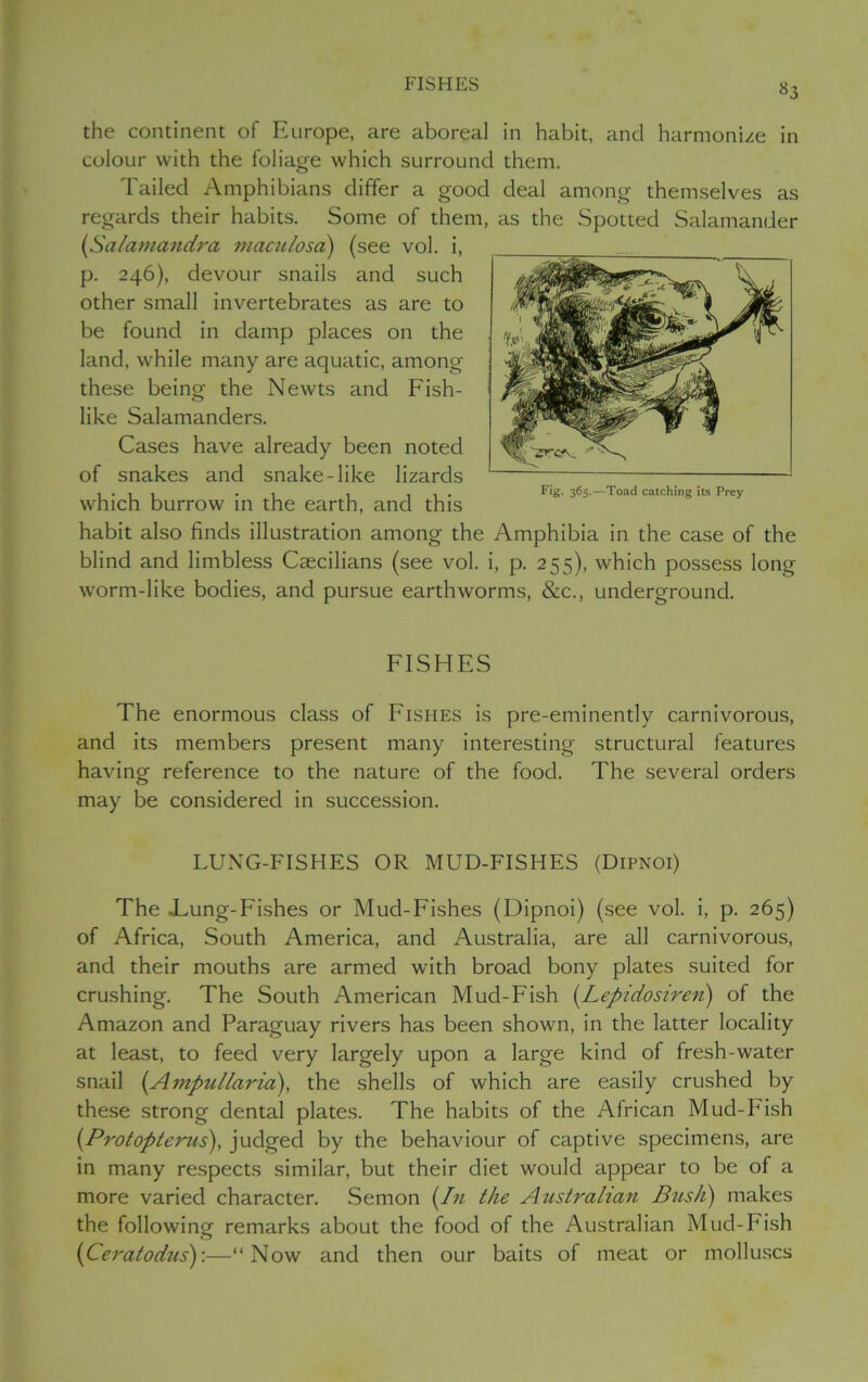 the continent of Europe, are aboreal in habit, and harmonize in colour with the foliage which surround them. Tailed Amphibians differ a good deal among themselves as regards their habits. Some of them, as the Spotted Salamander (Salamandra maculosa) (see vol. i, p. 246), devour snails and such other small invertebrates as are to be found in damp places on the land, while many are aquatic, among these being the Newts and Fish- like Salamanders. Cases have already been noted of snakes and snake-like lizards which burrow in the earth, and this habit also finds illustration among the Amphibia in the case of the blind and limbless Ccecilians (see vol. i, p. 255), which possess long worm-like bodies, and pursue earthworms, &c., underground. FISHES The enormous class of Fishes is pre-eminently carnivorous, and its members present many interesting structural features having reference to the nature of the food. The several orders may be considered in succession. LUNG-FISHES OR MUD-FISHES (Dipnoi) The -Lung-Fishes or Mud-Fishes (Dipnoi) (see vol. i, p. 265) of Africa, South America, and Australia, are all carnivorous, and their mouths are armed with broad bony plates suited for crushing. The South American Mud-Fish {Lepido siren) of the Amazon and Paraguay rivers has been shown, in the latter locality at least, to feed very largely upon a large kind of fresh-water snail (Ampul/aria), the shells of which are easily crushed by these strong dental plates. The habits of the African Mud-Fish {Protopterus), judged by the behaviour of captive specimens, are in many respects similar, but their diet would appear to be of a more varied character. Semon (In the Australian Bush) makes the following remarks about the food of the Australian Mud-Fish (Ceratodus):—“Now and then our baits of meat or molluscs