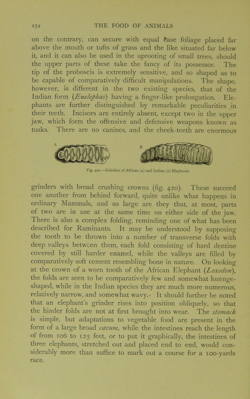 on the contrary, can secure with equal £ase foliage placed far above the mouth or tufts of grass and the like situated far below it, and it can also be used in the uprooting of small trees, should the upper parts of these take the fancy of its possessor. The tip of the proboscis is extremely sensitive, and so shaped as to be capable of comparatively difficult manipulations. The shape, however, is different in the two existing species, that of the Indian form (Euelephas) having a finger-like prolongation. Ele- phants are further distinguished by remarkable peculiarities in their teeth. Incisors are entirely absent, except two in the upper jaw, which form the offensive and defensive weapons known as tusks. There are no canines, and the cheek-teeth are enormous Fig. 420.—Grinders of African (a) and Indian (b) Elephants grinders with broad crushing crowns (fig. 420). These succeed one another from behind forward, quite unlike what happens in ordinary Mammals, and so large are they that, at most, parts of two are in use at the same time on either side of the jaw. There is also a complex folding, reminding one of what has been described for Ruminants. It may be understood by supposing the tooth to be thrown into a number of transverse folds with deep valleys between them, each fold consisting of hard dentine covered by still harder enamel, while the valleys are filled by comparatively soft cement resembling bone in nature. On looking at the crown of a worn tooth of the African Elephant (.Loxodon), the folds are seen to be comparatively few and somewhat lozenge- shaped, while in the Indian species they are much more numerous, relatively narrow, and somewhat wavy.- It should further be noted that an elephant’s grinder rises into position obliquely, so that the hinder folds are not at first brought into wear. The stomach is simple, but adaptations to vegetable food are present in the form of a large broad ccecurn, while the intestines reach the length of from 106 to 125 feet, or to put it graphically, the intestines of three elephants, stretched out and placed end to end, would con- siderably more than suffice to mark out a course for a 100-yards race.