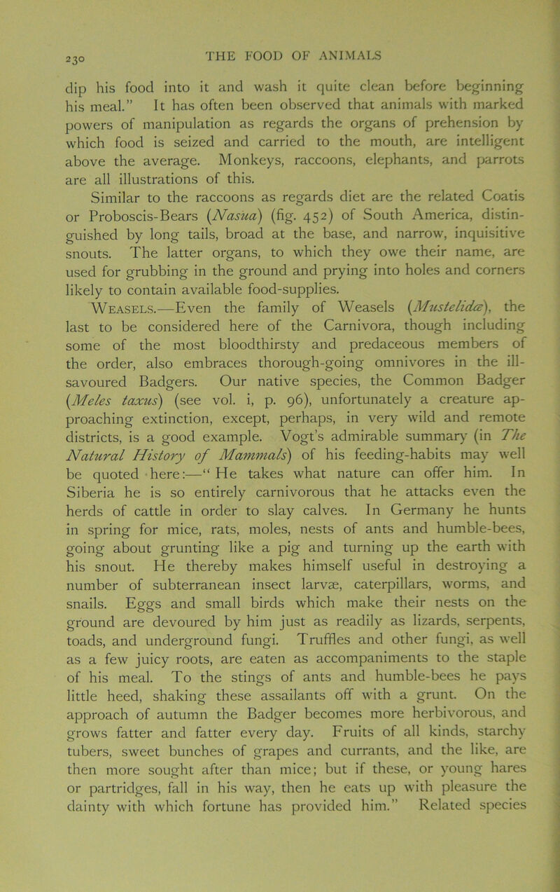 dip his food into it and wash it quite clean before beginning his meal.” It has often been observed that animals with marked powers of manipulation as regards the organs of prehension by which food is seized and carried to the mouth, are intelligent above the average. Monkeys, raccoons, elephants, and parrots are all illustrations of this. Similar to the raccoons as regards diet are the related Coatis or Proboscis-Bears (Nasua) (fig. 452) of South America, distin- guished by long tails, broad at the base, and narrow, inquisitive snouts. The latter organs, to which they owe their name, are used for grubbing in the ground and prying into holes and corners likely to contain available food-supplies. Weasels.—Even the family of Weasels (Musleluite), the last to be considered here of the Carnivora, though including some of the most bloodthirsty and predaceous members of the order, also embraces thorough-going omnivores in the ill- savoured Badgers. Our native species, the Common Badger (.Meles taxus) (see vol. i, p. 96), unfortunately a creature ap- proaching extinction, except, perhaps, in very wild and remote districts, is a good example. Vogt’s admirable summary (in The Natural History of Mammals) of his feeding-habits may well be quoted here:—“ He takes what nature can offer him. In Siberia he is so entirely carnivorous that he attacks even the herds of cattle in order to slay calves. In Germany he hunts in spring for mice, rats, moles, nests of ants and humble-bees, going about grunting like a pig and turning up the earth with his snout. He thereby makes himself useful in destroying a number of subterranean insect larvae, caterpillars, worms, and snails. Eggs and small birds which make their nests on the ground are devoured by him just as readily as lizards, serpents, toads, and underground fungi. Truffles and other fungi, as well as a few juicy roots, are eaten as accompaniments to the staple of his meal. To the stings of ants and humble-bees he pays little heed, shaking these assailants off with a grunt. On the approach of autumn the Badger becomes more herbivorous, and grows fatter and fatter every day. Fruits of all kinds, starchy tubers, sweet bunches of grapes and currants, and the like, are then more sought after than mice; but if these, or young hares or partridges, fall in his way, then he eats up with pleasure the dainty with which fortune has provided him.” Related species