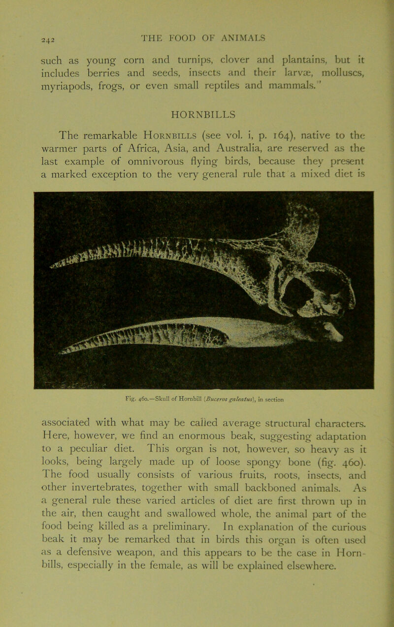 such as young corn and turnips, clover and plantains, but it includes berries and seeds, insects and their larvae, molluscs, myriapods, frogs, or even small reptiles and mammals. ’ HORNBILLS The remarkable Hornbills (see vol. i, p. 164), native to the warmer parts of Africa, Asia, and Australia, are reserved as the last example of omnivorous flying birds, because they present a marked exception to the very general rule that a mixed diet is Fig. 460.—Skull of Hornbill [Buceros galeatus), in section associated with what may be called average structural characters. Here, however, v/e find an enormous beak, suggesting adaptation to a peculiar diet. This organ is not, however, so heavy as it looks, being largely made up of loose spongy bone (fig. 460). The food usually consists of various fruits, roots, insects, and other invertebrates, together with small backboned animals. As a general rule these varied articles of diet are first thrown up in the air, then caught and swallowed whole, the animal part of the food being killed as a preliminary. In explanation of the curious beak it may be remarked that in birds this organ is often used as a defensive weapon, and this appears to be the case in Horn- bills, especially in the female, as will be explained elsewhere.