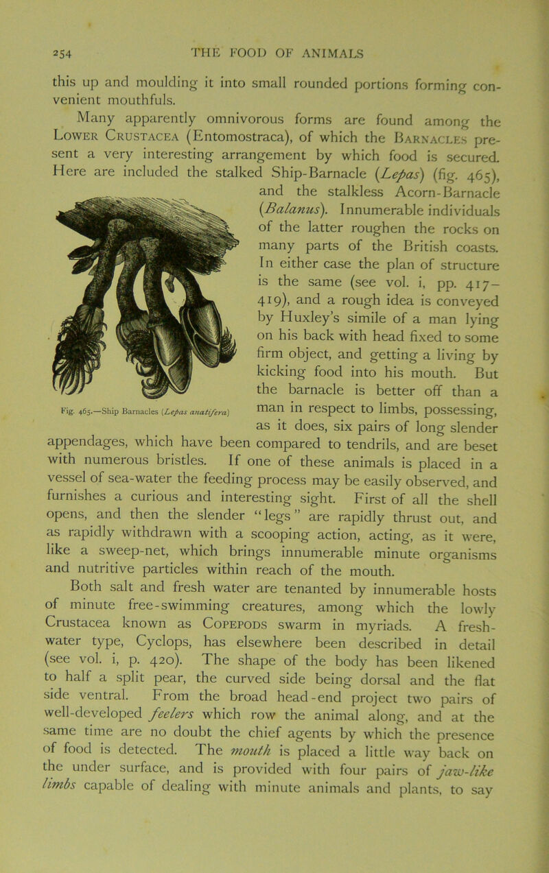 this up and moulding it into small rounded portions forming con- venient mouthfuls. Many apparently omnivorous forms are found among the Lower Crustacea (Entomostraca), of which the Barnacles pre- sent a very interesting arrangement by which food is secured Here are included the stalked Ship-Barnacle {Lepas) (fig. 465), and the stalkless Acorn-Barnacle (■Balanus). Innumerable individuals of the latter roughen the rocks on many parts of the British coasts. In either case the plan of structure is the same (see vol. i, pp. 417- 419), and a rough idea is conveyed by Huxley’s simile of a man lying on his back with head fixed to some firm object, and getting a living by kicking food into his mouth. But the barnacle is better off than a man in respect to limbs, possessing, as it does, six pairs of long slender appendages, which have been compared to tendrils, and are beset with numerous bristles. If one of these animals is placed in a vessel of sea-water the feeding process may be easily observed, and furnishes a curious and interesting sight. First of all the shell opens, and then the slender “legs” are rapidly thrust out, and as rapidly withdrawn with a scooping action, acting, as it were, like a sweep-net, which brings innumerable minute organisms and nutritive particles within reach of the mouth. Both salt and fresh water are tenanted by innumerable hosts of minute free-swimming creatures, among which the lowly Crustacea known as Copepods swarm in myriads. A fresh- water type, Cyclops, has elsewhere been described in detail (see vol. i, p. 420). The shape of the body has been likened to half a split pear, the curved side being dorsal and the fiat side ventral. From the broad head-end project two pairs of well-developed feelers which row the animal along, and at the same time are no doubt the chief agents by which the presence of food is detected. The mouth is placed a little way back on the under surface, and is provided with four pairs of jaw-like limbs capable of dealing with minute animals and plants, to say l‘ ig 465.—Ship Barnacles (Lepas anati/era)