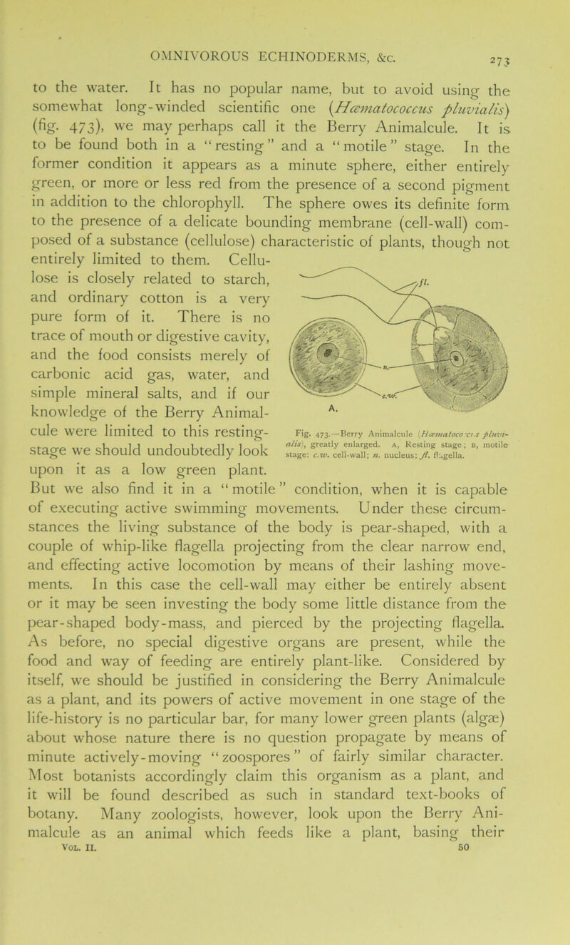 to the water. It has no popular name, but to avoid using the somewhat long-winded scientific one (.Hcematococcus pluvialis) (fig- 473). we may perhaps call it the Berry Animalcule. It is to be found both in a “resting” and a “motile” stage. In the former condition it appears as a minute sphere, either entirely green, or more or less red from the presence of a second pigment in addition to the chlorophyll. The sphere owes its definite form to the presence of a delicate bounding membrane (cell-wall) com- posed of a substance (cellulose) characteristic of plants, though not entirely limited to them. Cellu- lose is closely related to starch, and ordinary cotton is a very pure form of it. There is no trace of mouth or digestive cavity, and the food consists merely of carbonic acid gas, water, and simple mineral salts, and if our knowledge of the Berry Animal- cule were limited to this resting- stage we should undoubtedly look upon it as a low green plant. But we also find it in a “motile” condition, when it is capable of executing active swimming movements. Under these circum- stances the living substance of the body is pear-shaped, with a couple of whip-like flagella projecting from the clear narrow end, and effecting active locomotion by means of their lashing move- ments. In this case the cell-wall may either be entirely absent or it may be seen investing the body some little distance from the pear-shaped body-mass, and pierced by the projecting flagella. As before, no special digestive organs are present, while the food and way of feeding are entirely plant-like. Considered by itself, we should be justified in considering the Berry Animalcule as a plant, and its powers of active movement in one stage of the life-history is no particular bar, for many lower green plants (algae) about whose nature there is no question propagate by means of minute actively-moving “zoospores” of fairly similar character. Most botanists accordingly claim this organism as a plant, and it will be found described as such in standard text-books of botany. Many zoologists, however, look upon the Berry Ani- malcule as an animal which feeds like a plant, basing their fig- 473.—Berry Animalcule (Hcetnatocoxi.s pluvi- alis), greatly enlarged. A, Resting stage; B, motile stage: c.w. cell-wall; «. nucleus; Jl. flagella. VOL. II. 50