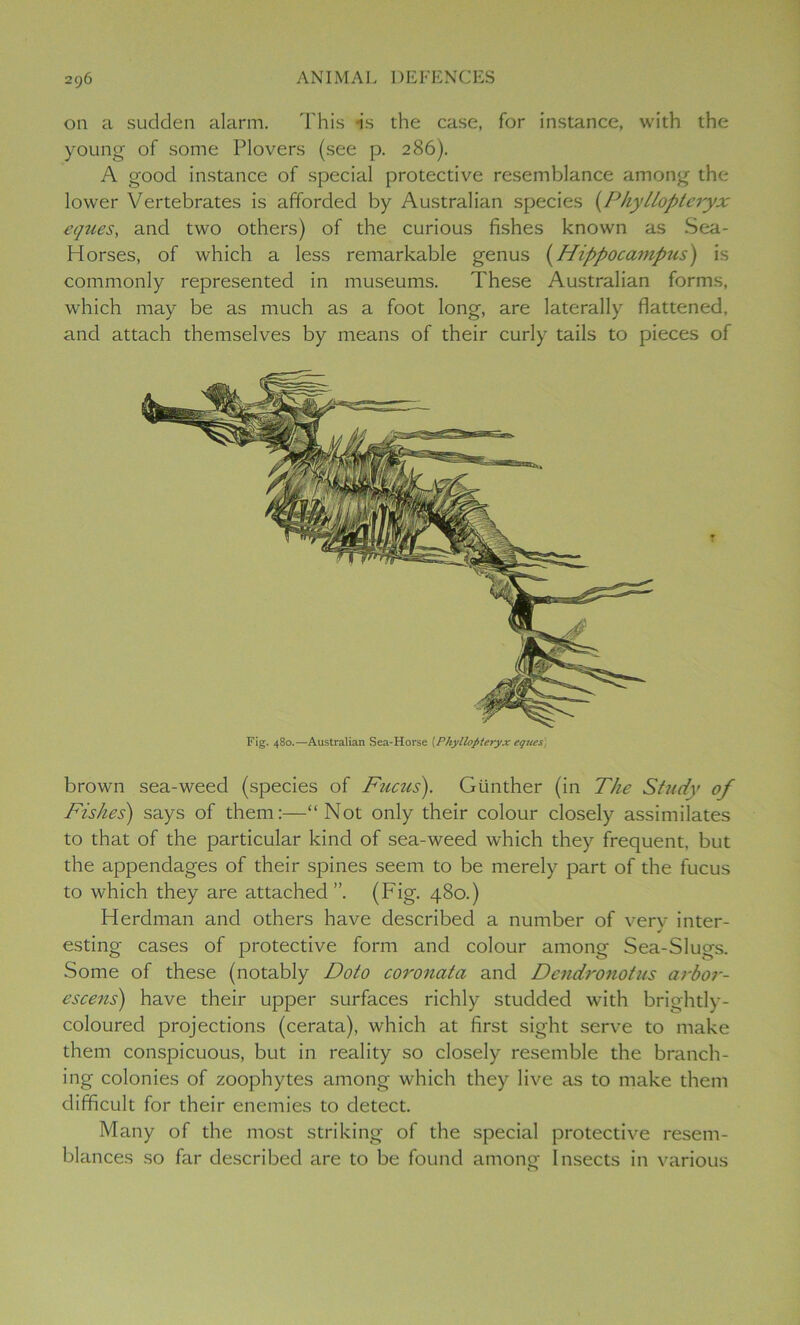 on a sudden alarm. This is the case, for instance, with the young of some Plovers (see p. 286). A good instance of special protective resemblance among the lower Vertebrates is afforded by Australian species (Phyllopteryx eques, and two others) of the curious fishes known as Sea- Horses, of which a less remarkable genus (Hippocampus) is commonly represented in museums. These Australian forms, which may be as much as a foot long, are laterally flattened, and attach themselves by means of their curly tails to pieces of Fig. 480.—Australian Sea-Horse (Phyllopteryx eques, brown sea-weed (species of Fucus). Gunther (in The Study of Fishes) says of them:—“Not only their colour closely assimilates to that of the particular kind of sea-weed which they frequent, but the appendages of their spines seem to be merely part of the fucus to which they are attached ”. (Fig. 480.) Herdman and others have described a number of very inter- esting cases of protective form and colour among Sea-Slugs. Some of these (notably Doto coronata and Dcndronotus arbor- escens) have their upper surfaces richly studded with brightly- coloured projections (cerata), which at first sight serve to make them conspicuous, but in reality so closely resemble the branch- ing colonies of zoophytes among which they live as to make them difficult for their enemies to detect. Many of the most striking of the special protective resem- blances so far described are to be found among Insects in various