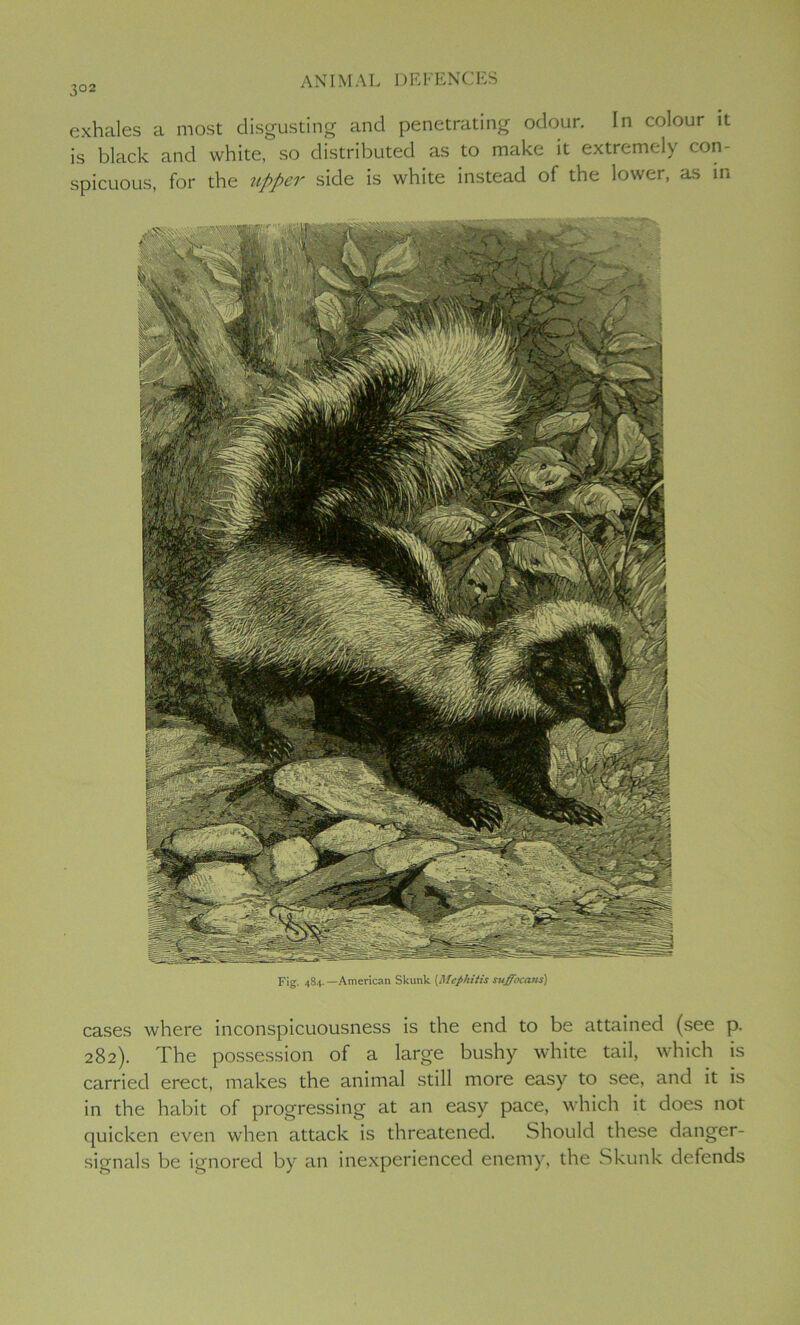 ;o2 exhales a most disgusting and penetrating odour. In colour it is black and white, so distributed as to make it extremely con- spicuous, for the upper side is white instead of the lower, as in cases where inconspicuousness is the end to be attained (see p. 282). The possession of a large bushy white tail, which is carried erect, makes the animal still more easy to see, and it is in the habit of progressing at an easy pace, which it does not quicken even when attack is threatened. Should these danger- signals be ignored by an inexperienced enemy, the Skunk defends Fig. 484. —American Skunk (Mephitis suffocans)