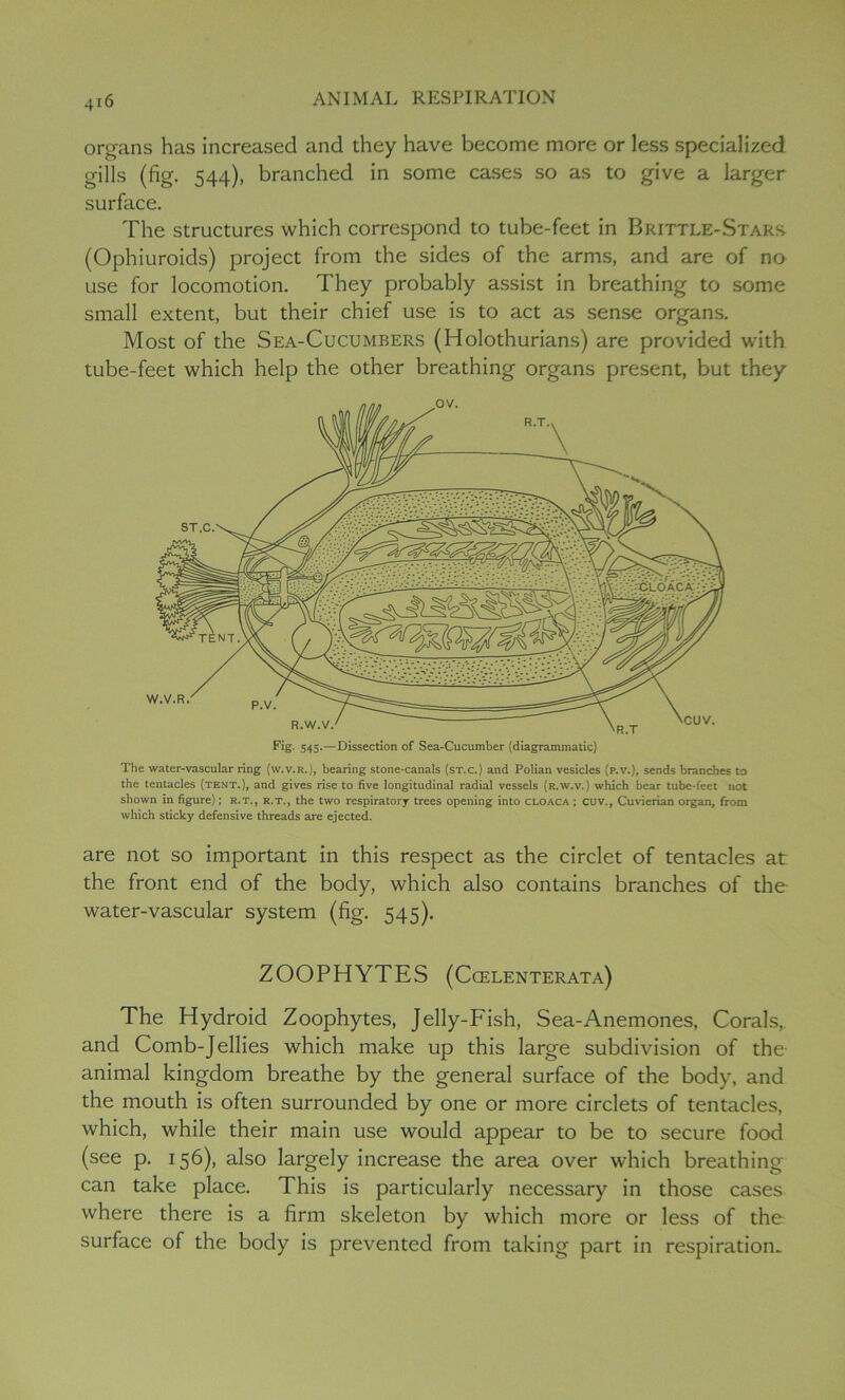 organs has increased and they have become more or less specialized gills (fig. 544), branched in some cases so as to give a larger surface. The structures which correspond to tube-feet in Brittle-Stars (Ophiuroids) project from the sides of the arms, and are of no use for locomotion. They probably assist in breathing to some small extent, but their chief use is to act as sense organs. Most of the Sea-Cucumbers (Holothurians) are provided with tube-feet which help the other breathing organs present, but they Fig. 545.—Dissection of Sea-Cucumber (diagrammatic) The water-vascular ring (w.v.R.), bearing stone-canals (st.c.) and Polian vesicles (p.v.), sends branches to the tentacles (tent.), and gives rise to five longitudinal radial vessels (r.w.v.) which bear tube-feet not shown in figure); r.t., r.t., the two respiratory trees opening into cloaca ; cuv., Cuvierian organ, from which sticky defensive threads are ejected. are not so important in this respect as the circlet of tentacles at the front end of the body, which also contains branches of the water-vascular system (fig. 545). ZOOPHYTES (Ccelenterata) The Hydroid Zoophytes, Jelly-Fish, Sea-Anemones, Corals, and Comb-Jellies which make up this large subdivision of the animal kingdom breathe by the general surface of the body, and the mouth is often surrounded by one or more circlets of tentacles, which, while their main use would appear to be to secure food (see p. 156), also largely increase the area over which breathing- can take place. This is particularly necessary in those cases where there is a firm skeleton by which more or less of the surface of the body is prevented from taking part in respiration.