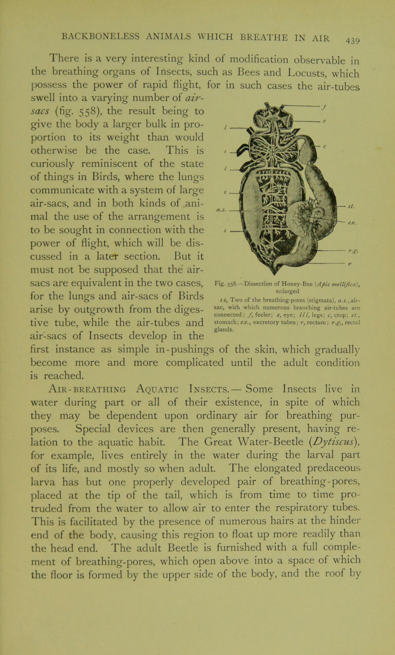 439 There is a very interesting kind of modification observable in the breathing organs of Insects, such as Bees and Locusts, which possess the power of rapid flight, for in such cases the air-tubes swell into a varying number of air- sacs (fig. 558), the result being to give the body a larger bulk in pro- portion to its weight than would otherwise be the case. This is curiously reminiscent of the state of things in Birds, where the lungs communicate with a system of large air-sacs, and in both kinds of ani- mal the use of the arrangement is to be sought in connection with the power of flight, which will be dis- cussed in a later section. But it must not be supposed that the air- sacs are equivalent in the two cases, for the lungs and air-sacs of Birds arise by outgrowth from the diges- tive tube, while the air-tubes and air-sacs of Insects develop in the first instance as simple in-pushings of the skin, which gradually become more and more complicated until the adult condition is reached. Air-breathing Aquatic Insects.— Some Insects live in w’ater during part or all of their existence, in spite of which they may be dependent upon ordinary air for breathing pur- poses. Special devices are then generally present, having re- lation to the aquatic habit. The Great Water-Beetle (Dytiscus), for example, lives entirely in the water during the larval part of its life, and mostly so when adult. The elongated predaceous larva has but one properly developed pair of breathing-pores, placed at the tip of the tail, which is from time to time pro- truded from the water to allow air to enter the respiratory tubes. This is facilitated by the presence of numerous hairs at the hinder end of the body, causing this region to float up more readily than the head end. The adult Beetle is furnished with a full comple- ment of breathing-pores, which open above into a space of which the floor is formed by the upper side of the body, and the roof by r-g- Fig. 558.—Dissection of Honey-Bee (Apis mellifica}, enlarged ss, Two of the breathing-pores (stigmata), a.s., air- sac, with which numerous branching air-tubes are connected; f,\ feeler; e, eye; III, legs; c, crop; st., stomach; ex., excretory tubes; r, rectum; r.g., rectal glands.