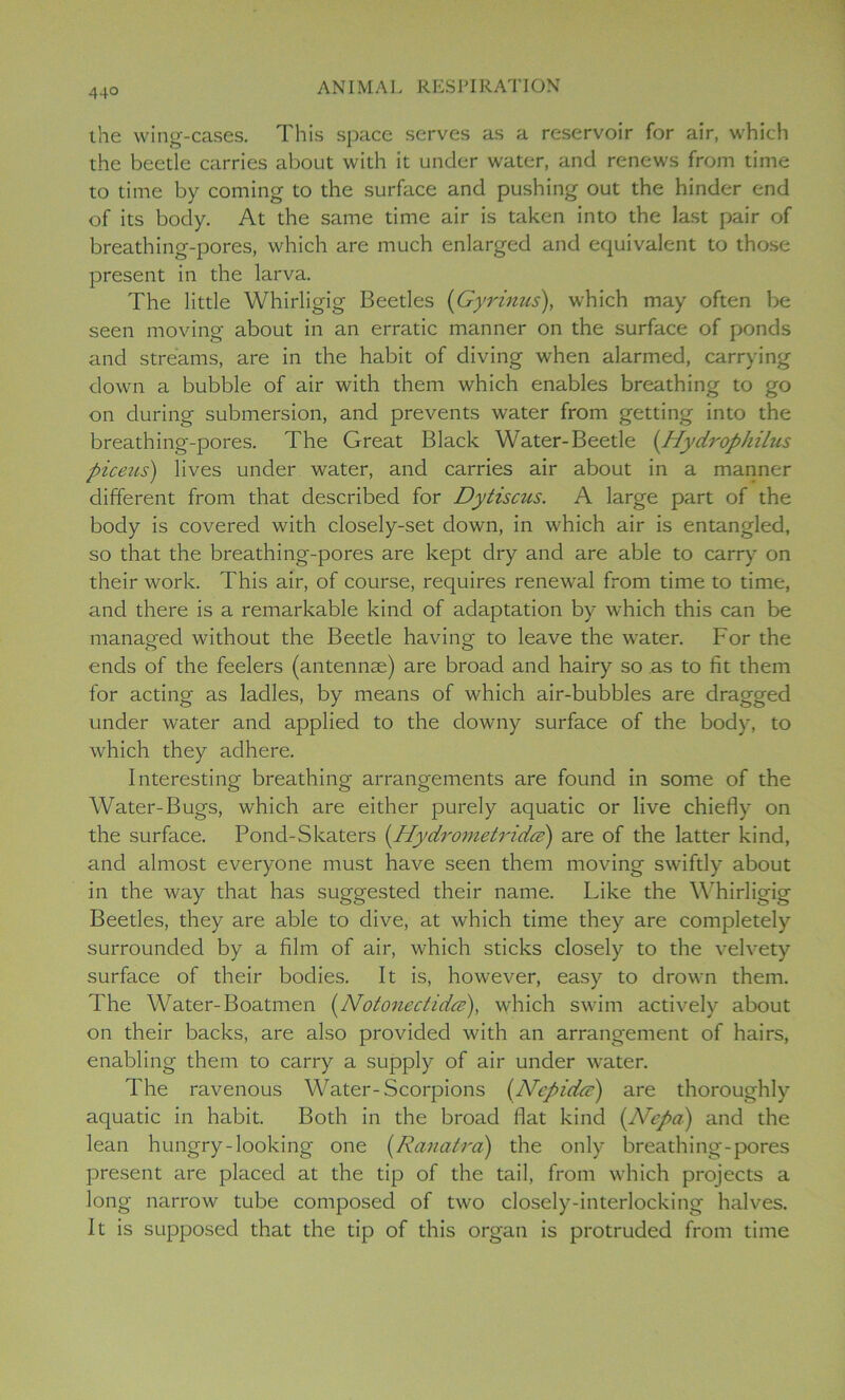 44° the wing-cases. This space serves as a reservoir for air, which the beetle carries about with it under water, and renews from time to time by coming to the surface and pushing out the hinder end of its body. At the same time air is taken into the last pair of breathing-pores, which are much enlarged and equivalent to those present in the larva. The little Whirligig Beetles (Gyrinus), which may often be seen moving about in an erratic manner on the surface of ponds and streams, are in the habit of diving when alarmed, carrying down a bubble of air with them which enables breathing to go on during submersion, and prevents water from getting into the breathing-pores. The Great Black Water-Beetle (Hydrophilus piceus) lives under water, and carries air about in a manner different from that described for Dytiscus. A large part of the body is covered with closely-set down, in which air is entangled, so that the breathing-pores are kept dry and are able to carry on their work. This air, of course, requires renewal from time to time, and there is a remarkable kind of adaptation by which this can be managed without the Beetle having to leave the water. For the ends of the feelers (antennae) are broad and hairy so as to fit them for acting as ladles, by means of which air-bubbles are dragged under water and applied to the downy surface of the body, to which they adhere. Interesting breathing arrangements are found in some of the Water-Bugs, which are either purely aquatic or live chiefly on the surface. Pond-Skaters (Hydrometridcs) are of the latter kind, and almost everyone must have seen them moving swiftly about in the way that has suggested their name. Like the Whirligig Beetles, they are able to dive, at which time they are completely surrounded by a film of air, which sticks closely to the velvety surface of their bodies. It is, however, easy to drown them. The Water-Boatmen (Notonectidee), wThich swim actively about on their backs, are also provided with an arrangement of hairs, enabling them to carry a supply of air under water. The ravenous Water-Scorpions (Nepidcz) are thoroughly aquatic in habit. Both in the broad flat kind (Nepa) and the lean hungry-looking one (Ranatra) the only breathing-pores present are placed at the tip of the tail, from which projects a long narrow tube composed of two closely-interlocking halves. It is supposed that the tip of this organ is protruded from time