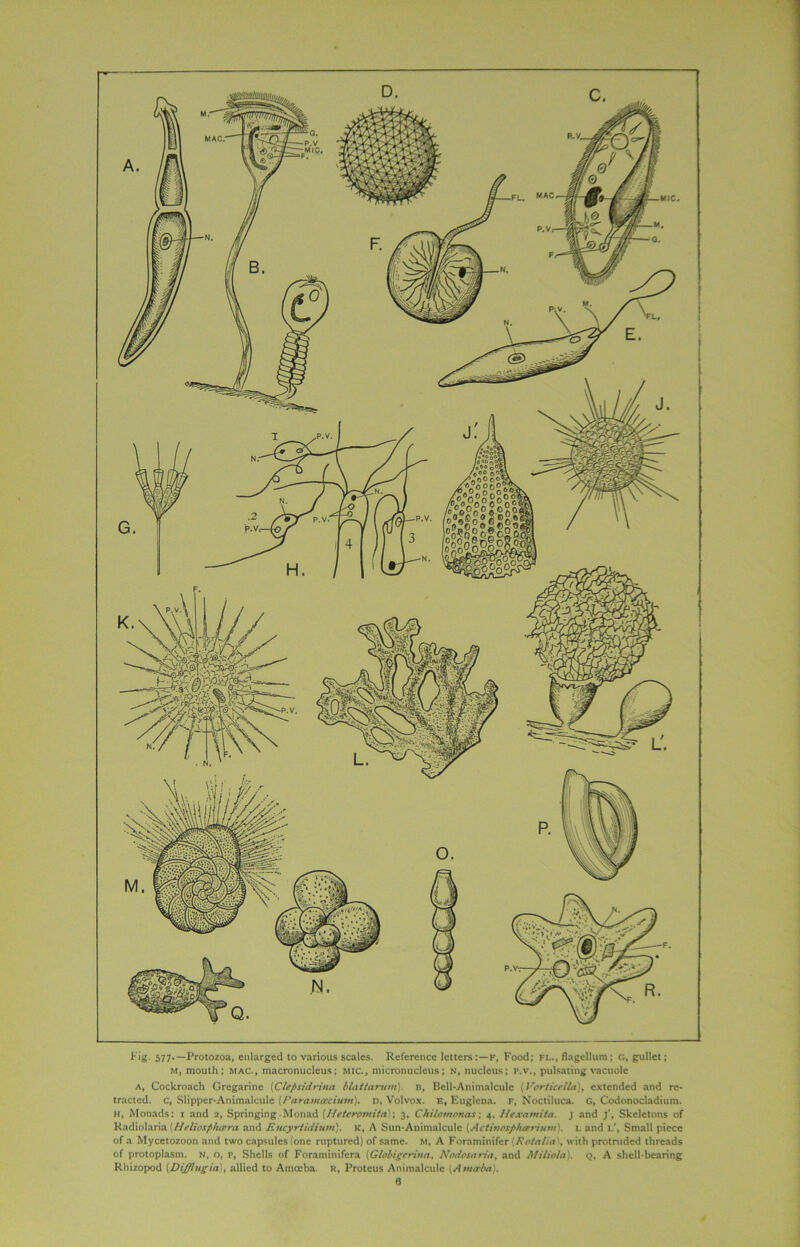 Fig. 577.—Protozoa, enlarged to various scales. Reference letters:—F, Food; fl., flagellum: G, gullet; M, mouth; mac., macronucleus; MIC., micronucleus; N, nucleus; P.v., pulsating vacuole A, Cockroach Gregarine [Clepsidrina blattarum) B, Bell-Animalcule (Vorticella), extended and re- tracted. c, Slipper-Animalcule (Paramacium). d, Volvox. e, Euglena. f, Noctiluca. G, Codonocladium. H, Monads: t and a, Springing Monad (Heteromita); 3, Chilomonas; 4, Hcxamita. j and j'. Skeletons of Kadiolaria //eliosp/utra and Eucyrtidium). K, A Sun-Animalcule [Actinosphtzrium). u and l', Small piece of a Mycetozoon and two capsules (one ruptured) of same. M, A Foraminifer Rotatin', with protnided threads of protoplasm. N, o, P, Shells of Foraminifcra (Globigtriiia, Nadosaria, and Miliola). Q, A shell-bearing Rhizopod (Dijfflugia), allied to Amccba. R, Proteus Animalcule (Ama-ba),