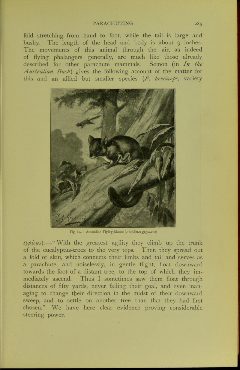 fold stretching from hand to foot, while the tail is large and bushy. The length of the head and body is about 9 inches. The movements of this animal through the air, as indeed of flying phalangers generally, are much like those already described for other parachute mammals. Semon (in In the Australian Bush) gives the following account of the matter for this and an allied but smaller species (B. breviceps, variety Fig. 824.—Australian Flying-Mouse [Acrobatespygmceus) typicus)'.—“With the greatest agility they climb up the trunk of the eucalyptus-trees to the very tops. Then they spread out a fold of skin, which connects their limbs and tail and serves as a parachute, and noiselessly, in gentle flight, float downward towards the foot of a distant tree, to the top of which they im- mediately ascend. Thus I sometimes saw them float through distances of fifty yards, never failing their goal, and even man- aging to change their direction in the midst of their downward sweep, and to settle on another tree than that they had first chosen.” We have here clear evidence proving considerable steering power.