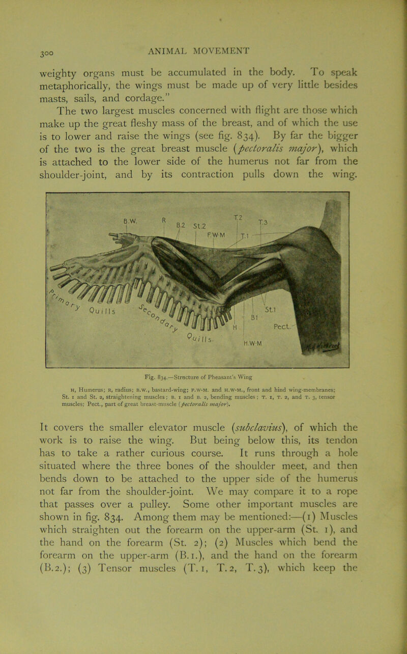 3°° weighty organs must be accumulated in the body. To speak metaphorically, the wings must be made up of very little besides masts, sails, and cordage.” The two largest muscles concerned with flight are those which make up the great fleshy mass of the breast, and of which the use is to lower and raise the wings (see fig. 834). By far the bigger of the two is the great breast muscle (pectoralis major), which is attached to the lower side of the humerus not far from the shoulder-joint, and by its contraction pulls down the wing. Fig. 834.—Stracture of Pheasant’s Wing H, Humerus; R, radius; B.W., bastard-wing; f.w-m. and H.w-M., front and hind wing-membranes; St. 1 and St. 2, straightening muscles; b. i and B. 2, bending muscles ; T. 1, T. 2, and T. 3, tensor muscles; Pect., part of great breast-muscle (pectoralis major). It covers the smaller elevator muscle (subclavius), of which the work is to raise the wing. But being below this, its tendon has to take a rather curious course. It runs through a hole situated where the three bones of the shoulder meet, and then bends down to be attached to the upper side of the humerus not far from the shoulder-joint. We may compare it to a rope that passes over a pulley. Some other important muscles are shown in fig. 834. Among them may be mentioned:—(1) Muscles which straighten out the forearm on the upper-arm (St. 1), and the hand on the forearm (St. 2); (2) Muscles which bend the forearm on the upper-arm (B. 1.), and the hand on the forearm (B.2.); (3) Tensor muscles (T. 1, T.2, T.3), which keep the