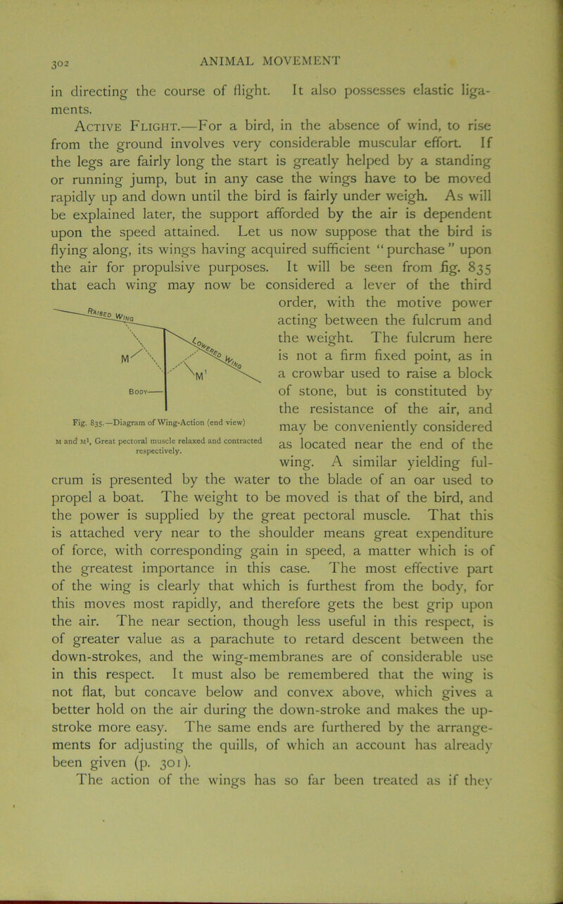 in directing the course of flight. It also possesses elastic liga- ments. Active Flight.—For a bird, in the absence of wind, to rise from the ground involves very considerable muscular effort. If the legs are fairly long the start is greatly helped by a standing or running jump, but in any case the wings have to be moved rapidly up and down until the bird is fairly under weigh. As will be explained later, the support afforded by the air is dependent upon the speed attained. Let us now suppose that the bird is flying along, its wings having acquired sufficient “ purchase ” upon the air for propulsive purposes. It will be seen from fig. 835 that each wing may now be considered a lever of the third order, with the motive power acting between the fulcrum and the weight. The fulcrum here is not a firm fixed point, as in a crowbar used to raise a block of stone, but is constituted by the resistance of the air, and may be conveniently considered as located near the end of the wing. A similar yielding ful- crum is presented by the water to the blade of an oar used to propel a boat. The weight to be moved is that of the bird, and the power is supplied by the great pectoral muscle. That this is attached very near to the shoulder means great expenditure of force, with corresponding gain in speed, a matter which is of the greatest importance in this case. The most effective part of the wing is clearly that which is furthest from the body, for this moves most rapidly, and therefore gets the best grip upon the air. The near section, though less useful in this respect, is of greater value as a parachute to retard descent between the down-strokes, and the wing-membranes are of considerable use in this respect. It must also be remembered that the wing is not flat, but concave below and convex above, which gives a better hold on the air during the down-stroke and makes the up- stroke more easy. The same ends are furthered by the arrange- ments for adjusting the quills, of which an account has already been given (p. 301). The action of the wings has so far been treated as if they Fig. 835.—Diagram of Wing-Action (end view) M and Ml, Great pectoral muscle relaxed and contracted respectively.