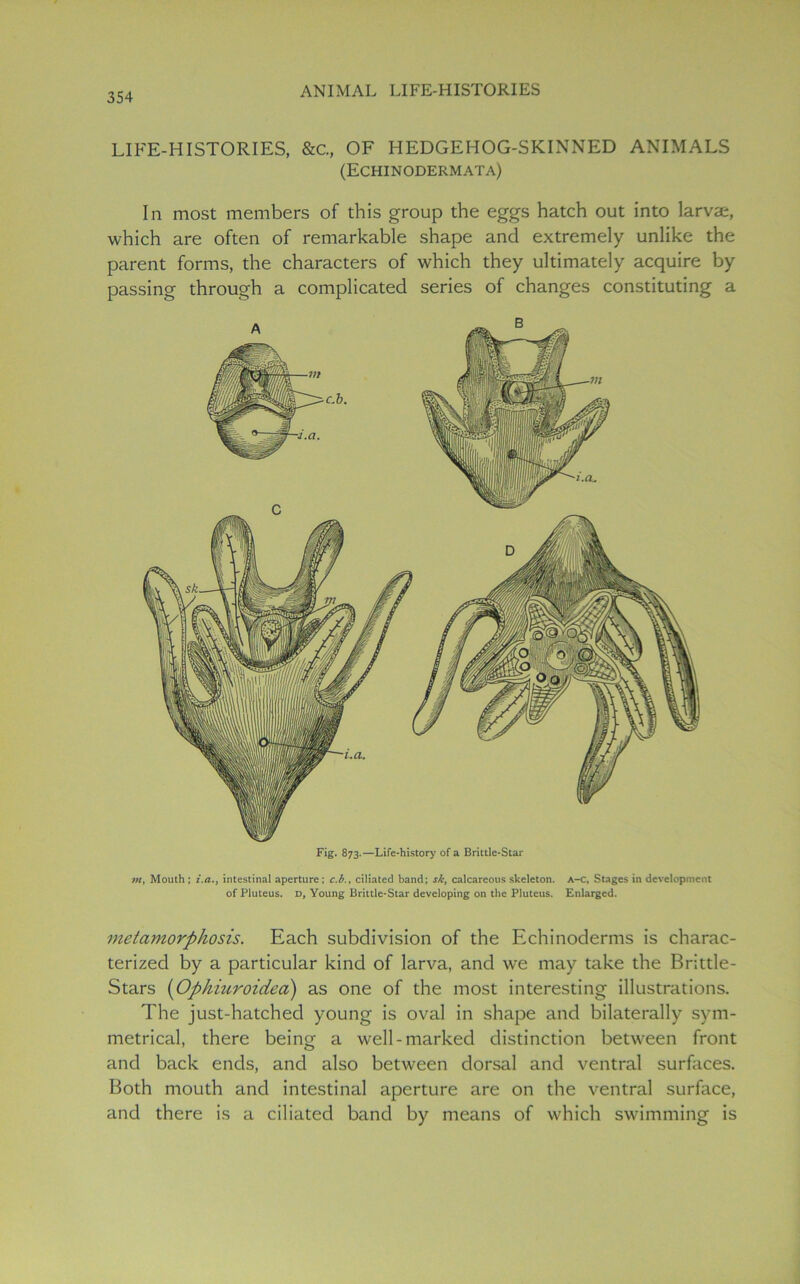 LIFE-HISTORIES, &C., OF HEDGEHOG-SKINNED ANIMALS (Echinodermata) In most members of this group the eggs hatch out into larva;, which are often of remarkable shape and extremely unlike the parent forms, the characters of which they ultimately acquire by passing through a complicated series of changes constituting a Fig. 873.—Life-history of a Brittle-Star m, Mouth ; i.a., intestinal aperture; c.b., ciliated band; si, calcareous skeleton. A-c, Stages in development of Pluteus. D, Young Brittle-Star developing on the Pluteus. Enlarged. metamorphosis. Each subdivision of the Echinoderms is charac- terized by a particular kind of larva, and we may take the Brittle- Stars (Ophiuroidea) as one of the most interesting illustrations. The just-hatched young is oval in shape and bilaterally sym- metrical, there being a well-marked distinction between front and back ends, and also between dorsal and ventral surfaces. Both mouth and intestinal aperture are on the ventral surface, and there is a ciliated band by means of which swimming is