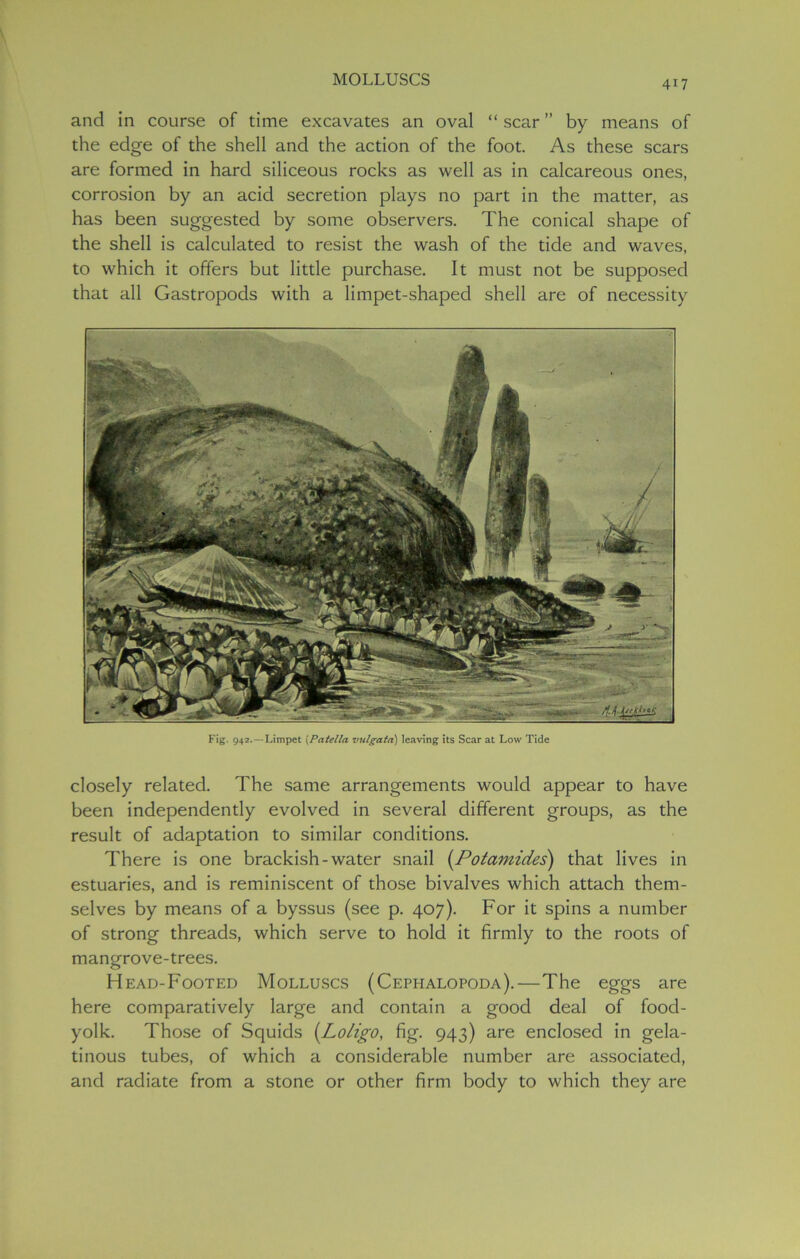 and in course of time excavates an oval “ scar ” by means of the edge of the shell and the action of the foot. As these scars are formed in hard siliceous rocks as well as in calcareous ones, corrosion by an acid secretion plays no part in the matter, as has been suggested by some observers. The conical shape of the shell is calculated to resist the wash of the tide and waves, to which it offers but little purchase. It must not be supposed that all Gastropods with a limpet-shaped shell are of necessity Fig. 942.—Limpet (Patella vulgatd) leaving its Scar at Low Tide closely related. The same arrangements would appear to have been independently evolved in several different groups, as the result of adaptation to similar conditions. There is one brackish-water snail (Potamides) that lives in estuaries, and is reminiscent of those bivalves which attach them- selves by means of a byssus (see p. 407). For it spins a number of strong threads, which serve to hold it firmly to the roots of mangrove-trees. Head-Footed Molluscs (Cephalopoda).—The eggs are here comparatively large and contain a good deal of food- yolk. Those of Squids (Loligo, fig. 943) are enclosed in gela- tinous tubes, of which a considerable number are associated, and radiate from a stone or other firm body to which they are