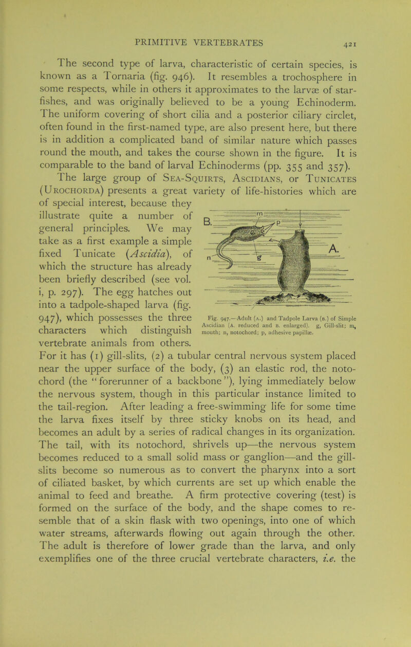 PRIMITIVE VERTEBRATES 421 The second type of larva, characteristic of certain species, is known as a Tornaria (fig. 946). It resembles a trochosphere in some respects, while in others it approximates to the larvae of star- fishes, and was originally believed to be a young Echinoderm. I he uniform covering of short cilia and a posterior ciliary circlet, often found in the first-named type, are also present here, but there is in addition a complicated band of similar nature which passes round the mouth, and takes the course shown in the figure. It is comparable to the band of larval Echinoderms (pp. 355 and 357). The large group of Sea-Squirts, Ascidians, or Tunicates (Urochorda) presents a great variety of life-histories which are of special interest, because they illustrate quite a number of general principles. We may take as a first example a simple fixed Tunicate (Ascidia), of which the structure has already been briefly described (see vol. i, p. 297). The egg hatches out into a tadpole-shaped larva (fig. 947), which possesses the three characters which distinguish vertebrate animals from others. For it has (1) gill-slits, (2) a tubular central nervous system placed near the upper surface of the body, (3) an elastic rod, the noto- chord (the “ forerunner of a backbone ”), lying immediately below the nervous system, though in this particular instance limited to the tail-region. After leading a free-swimming life for some time the larva fixes itself by three sticky knobs on its head, and becomes an adult by a series of radical changes in its organization. The tail, with its notochord, shrivels up—the nervous system becomes reduced to a small solid mass or ganglion—and the gill- slits become so numerous as to convert the pharynx into a sort of ciliated basket, by which currents are set up which enable the animal to feed and breathe. A firm protective covering (test) is formed on the surface of the body, and the shape comes to re- semble that of a skin flask with two openings, into one of which water streams, afterwards flowing out again through the other. The adult is therefore of lower grade than the larva, and only exemplifies one of the three crucial vertebrate characters, i.e. the Fig. 947.—Adult (a.) and Tadpole Larva (b.) of Simple Ascidian (A. reduced and b. enlarged), g, Gill-slit; m, mouth; n, notochord; p, adhesive papillae.