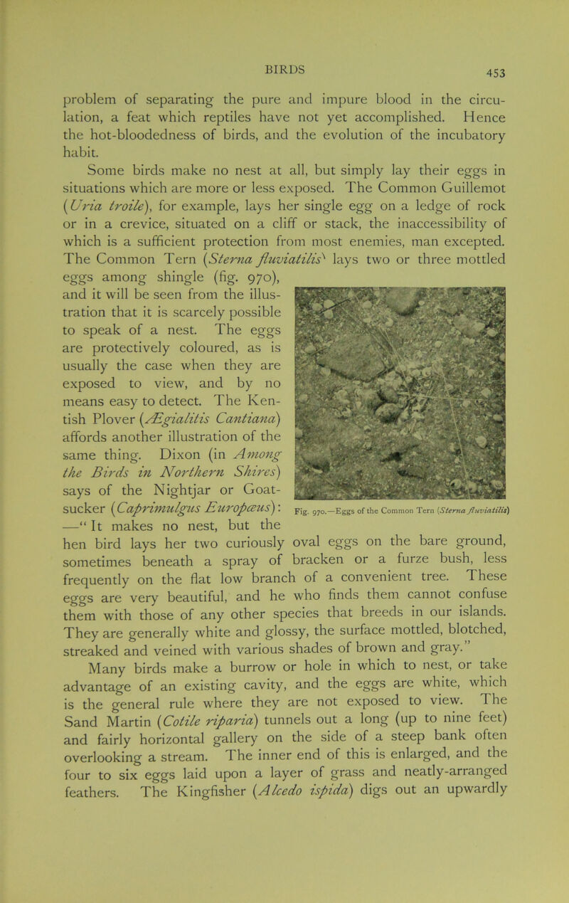 problem of separating the pure and impure blood in the circu- lation, a feat which reptiles have not yet accomplished. Hence the hot-bloodedness of birds, and the evolution of the incubatory habit. Some birds make no nest at all, but simply lay their eggs in situations which are more or less exposed. The Common Guillemot (Uria troile), for example, lays her single egg on a ledge of rock or in a crevice, situated on a cliff or stack, the inaccessibility of which is a sufficient protection from most enemies, man excepted. The Common Tern (Sterna fluviatilisv lays two or three mottled eggs among shingle (fig. 970), and it will be seen from the illus- tration that it is scarcely possible to speak of a nest. The eggs are protectively coloured, as is usually the case when they are exposed to view, and by no means easy to detect. The Ken- tish Plover (AEgialitis Cantiana) affords another illustration of the same thing. Dixon (in Among the Birds in Northern Shires) says of the Nightjar or Goat- sucker (Caprimulgus Eitropceus)'. Fig. 970.—Eggs of the Common Tern (Sterna fluviatilis) —“ It makes no nest, but the hen bird lays her two curiously oval eggs on the bare ground, sometimes beneath a spray of bracken or a furze bush, less frequently on the flat low branch of a convenient tree. These eggs are very beautiful, and he who finds them cannot confuse them with those of any other species that breeds in our islands. They are generally white and glossy, the surface mottled, blotched, streaked and veined with various shades of brown and gray. Many birds make a burrow or hole in which to nest, or take advantage of an existing cavity, and the eggs are white, which is the general rule where they are not exposed to view. The Sand Martin (1Cotile riparid) tunnels out a long (up to nine feet) and fairly horizontal gallery on the side of a steep bank often overlooking a stream. I he inner end of this is enlarged, and the four to six eggs laid upon a layer of grass and neatly-arranged feathers. The Kingfisher (Alcedo ispida) digs out an upwardly