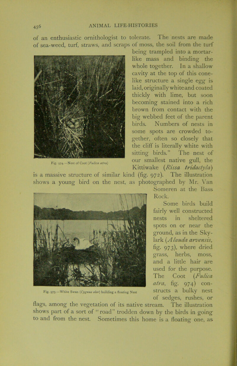 Fig. 974.—Nest of Coot (Fulica atra) of an enthusiastic ornithologist to tolerate. The nests are made of sea-weed, turf, straws, and scraps of moss, the soil from the turf being trampled into a mortar- like mass and binding the whole together. In a shallow cavity at the top of this cone- like structure a single egg is laid, originally whiteand coated thickly with lime, but soon becoming stained into a rich brown from contact with the big webbed feet of the parent birds. Numbers of nests in some spots are crowded to- gether, often so closely that the cliff is literally white with sitting birds.” The nest of our smallest native gull, the Kittiwake {Rissa tridactyla) is a massive structure of similar kind (fig. 972). The illustration shows a young bird on the nest, as photographed by Mr. Van Someren at the Bass Rock. Some birds build fairly well constructed nests in sheltered spots on or near the ground, as in the Sky- lark (Alauda arvensis, fig. 973), where dried grass, herbs, moss, and a little hair are used for the purpose. The Coot [Fulica atra, fig. 974) con- structs a bulky nest of sedges, rushes, or flags, among the vegetation of its native stream. The illustration shows part of a sort of “ road ” trodden down by the birds in going to and from the nest. Sometimes this home is a floating one, as Fig. 975.—White Swan [Cygnus olor) building a floating Nest