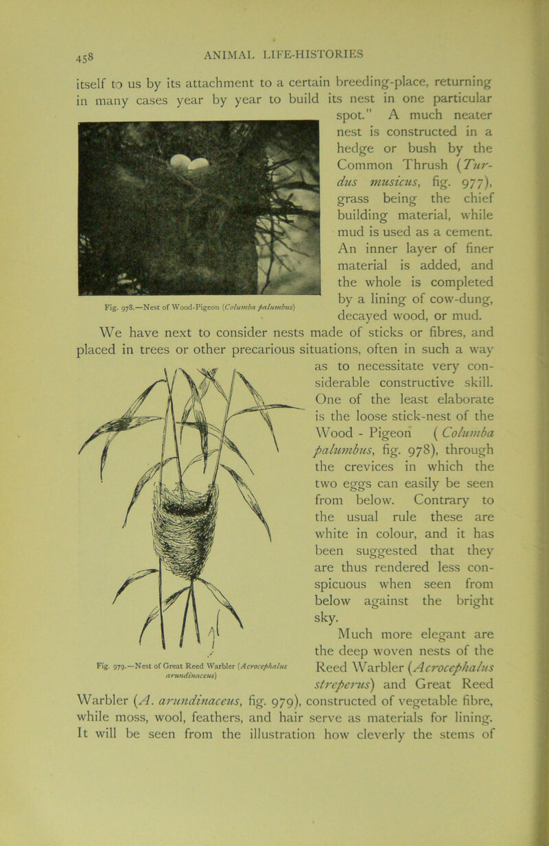 itself to us by its attachment to a certain breeding-place, returning in many cases year by year to build its nest in one particular spot.” A much neater nest is constructed in a hedge or bush by the Common Thrush (Tur- dus musicus, fig. 977), grass being the chief building material, while mud is used as a cement. An inner layer of finer material is added, and the whole is completed by a lining of cow-dung, decayed wood, or mud. We have next to consider nests made of sticks or fibres, and placed in trees or other precarious situations, often in such a way as to necessitate very con- siderable constructive skill. One of the least elaborate is the loose stick-nest of the Wood - Pigeon ( Columba palumbus, fig. 978), through the crevices in which the two eggs can easily be seen from below. Contrary to the usual rule these are white in colour, and it has been suggested that they are thus rendered less con- spicuous when seen from below against the bright sky. Much more elegant are the deep woven nests of the Reed Warbler (Aci'ocepha/us strepcrus) and Great Reed Warbler (A. arundinaceus, fig. 979), constructed of vegetable fibre, while moss, wool, feathers, and hair serve as materials for lining. It will be seen from the illustration how cleverly the stems of Fig. 979.—Nest of Great Reed Warbler (Acrocephalus a rundinaccus)