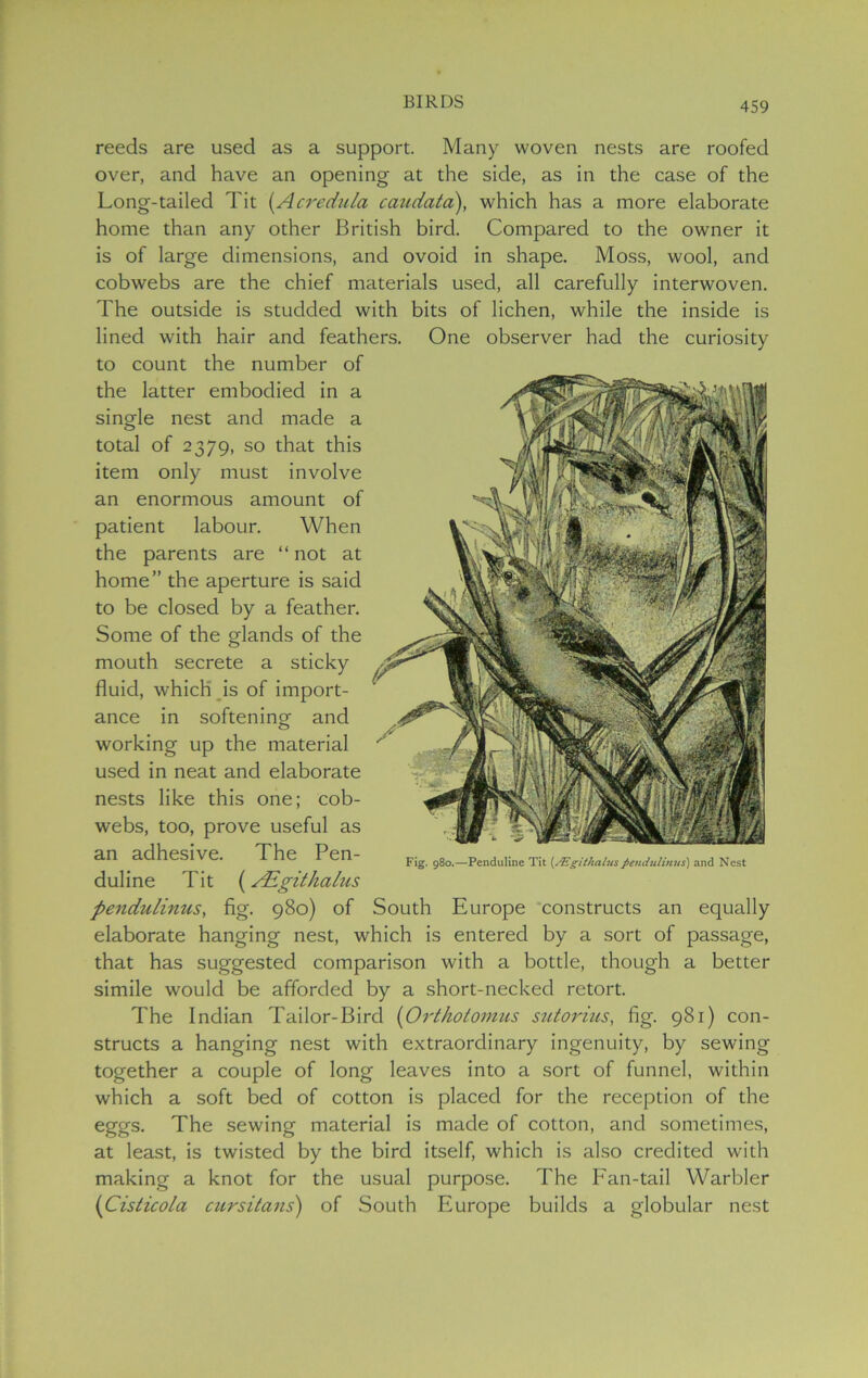 reeds are used as a support. Many woven nests are roofed over, and have an opening at the side, as in the case of the Long-tailed Tit (Acredula caudata), which has a more elaborate home than any other British bird. Compared to the owner it is of large dimensions, and ovoid in shape. Moss, wool, and cobwebs are the chief materials used, all carefully interwoven. The outside is studded with bits of lichen, while the inside is lined with hair and feathers. One observer had the curiosity to count the number of the latter embodied in a single nest and made a total of 2379, so that this item only must involve an enormous amount of patient labour. When the parents are “ not at home” the aperture is said to be closed by a feather. Some of the glands of the mouth secrete a sticky fluid, which is of import- ance in softening- and working up the material used in neat and elaborate nests like this one; cob- webs, too, prove useful as an adhesive. The Pen- duline Tit (sEgitkcilus pendulinus, fig. 980) of South Europe constructs an equally elaborate hanging nest, which is entered by a sort of passage, that has suggested comparison with a bottle, though a better simile would be afforded by a short-necked retort. The Indian Tailor-Bird (Orthotomus sutorius, fig. 981) con- structs a hanging nest with extraordinary ingenuity, by sewing together a couple of long leaves into a sort of funnel, within which a soft bed of cotton is placed for the reception of the eggs. The sewing material is made of cotton, and sometimes, at least, is twisted by the bird itself, which is also credited with making a knot for the usual purpose. The Fan-tail Warbler (Cisticola cursitans) of South Europe builds a globular nest Fig. 980.—Penduline Tit {/Egithciluspendulinus) and Nest