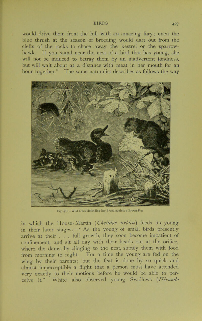 would drive them from the hill with an amazing fury; even the blue thrush at the season of breeding would dart out from the clefts of the rocks to chase away the kestrel or the sparrow- hawk. If you stand near the nest of a bird that has young, she will not be induced to betray them by an inadvertent fondness, but will wait about at a distance with meat in her mouth for an hour together.” The same naturalist describes as follows the way Fig. 987.—Wild Duck defending her Brood against a Brown Rat in which the House-Martin (Chelidon urbicci) feeds its young in their later stages:—“As the young of small birds presently arrive at their . . . full growth, they soon become impatient of confinement, and sit all day with their heads out at the orifice, where the dams, by clinging to the nest, supply them with food from morning to night. For a time the young are fed on the wing by their parents; but the feat is done by so quick and almost imperceptible a flight that a person must have attended very exactly to their motions before he would be able to per- ceive it.” White also observed young Swallows (Hirundo