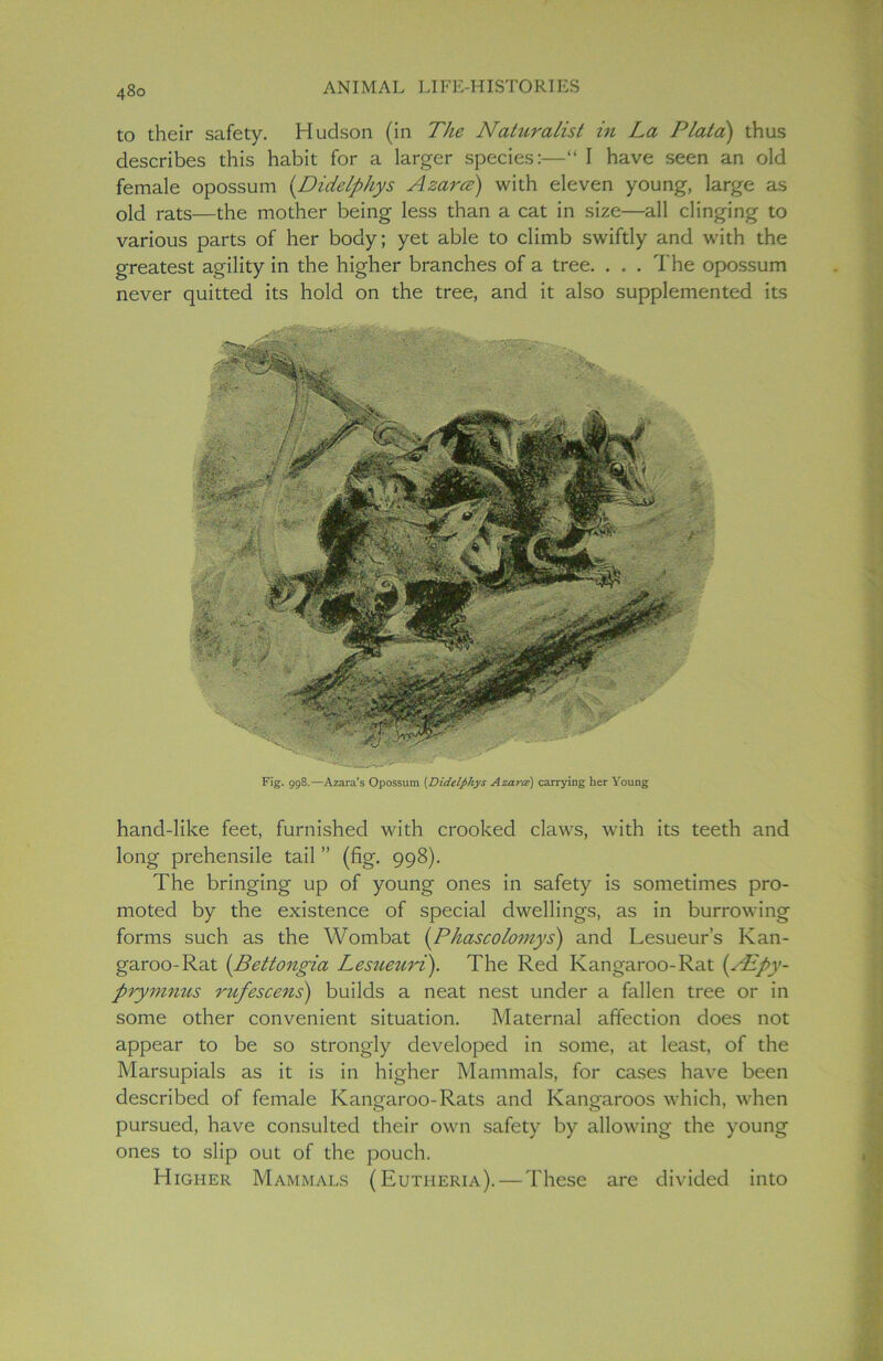 to their safety. Hudson (in The Naturalist in La Plata) thus describes this habit for a larger species:—“ I have seen an old female opossum (Didelphys Azam) with eleven young, large as old rats—the mother being less than a cat in size—all clinging to various parts of her body; yet able to climb swiftly and with the greatest agility in the higher branches of a tree. . . . The opossum never quitted its hold on the tree, and it also supplemented its Fig. 998.—Azara’s Opossum [Didelphys Azara) carrying her Young hand-like feet, furnished with crooked claws, with its teeth and long prehensile tail ” (fig. 998). The bringing up of young ones in safety is sometimes pro- moted by the existence of special dwellings, as in burrowing forms such as the Wombat (Phascoloniys) and Lesueur’s Kan- garoo-Rat [Bettongia Lesueuri). The Red Kangaroo-Rat {/Epy- prymnus rtifescens) builds a neat nest under a fallen tree or in some other convenient situation. Maternal affection does not appear to be so strongly developed in some, at least, of the Marsupials as it is in higher Mammals, for cases have been described of female Kangaroo-Rats and Kangaroos which, when pursued, have consulted their own safety by allowing the young ones to slip out of the pouch. Higher Mammals (Eutheria). — These are divided into