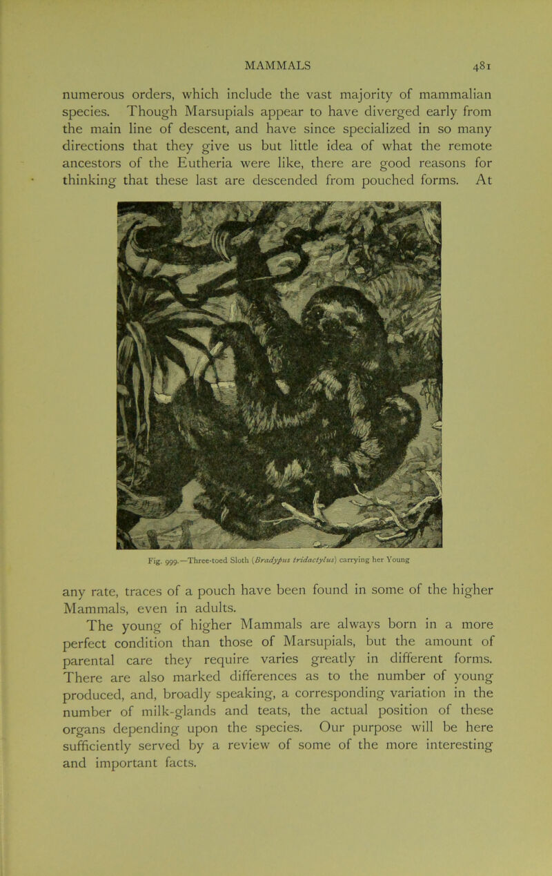 numerous orders, which include the vast majority of mammalian species. Though Marsupials appear to have diverged early from the main line of descent, and have since specialized in so many directions that they give us but little idea of what the remote ancestors of the Eutheria were like, there are good reasons for thinking that these last are descended from pouched forms. At Fig. 999.—Three-toed Sloth (Bradypus iridactylus) carrying her Young any rate, traces of a pouch have been found in some of the higher Mammals, even in adults. The young of higher Mammals are always born in a more perfect condition than those of Marsupials, but the amount of parental care they require varies greatly in different forms. There are also marked differences as to the number of young produced, and, broadly speaking, a corresponding variation in the number of milk-glands and teats, the actual position of these organs depending upon the species. Our purpose will be here sufficiently served by a review of some of the more interesting and important facts.