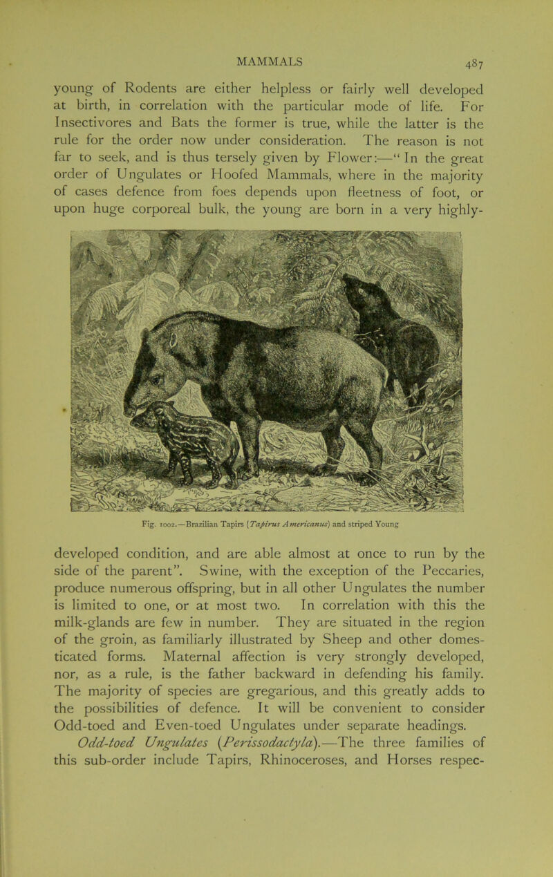 young of Rodents are either helpless or fairly well developed at birth, in correlation with the particular mode of life. For Insectivores and Bats the former is true, while the latter is the rule for the order now under consideration. The reason is not far to seek, and is thus tersely given by Flower:—“ In the great order of Ungulates or Hoofed Mammals, where in the majority of cases defence from foes depends upon fleetness of foot, or upon huge corporeal bulk, the young are born in a very highly- Fig. 1002.—Brazilian Tapirs (Tapirus Americamcs) and striped Young developed condition, and are able almost at once to run by the side of the parent”. Swine, with the exception of the Peccaries, produce numerous offspring, but in all other Ungulates the number is limited to one, or at most two. In correlation with this the milk-glands are few in number. They are situated in the region of the groin, as familiarly illustrated by Sheep and other domes- ticated forms. Maternal affection is very strongly developed, nor, as a rule, is the father backward in defending his family. The majority of species are gregarious, and this greatly adds to the possibilities of defence. It will be convenient to consider Odd-toed and Even-toed Ungulates under separate headings. Odd-toed Ungulates (Perissodactyla).—The three families of this sub-order include Tapirs, Rhinoceroses, and Horses respec-