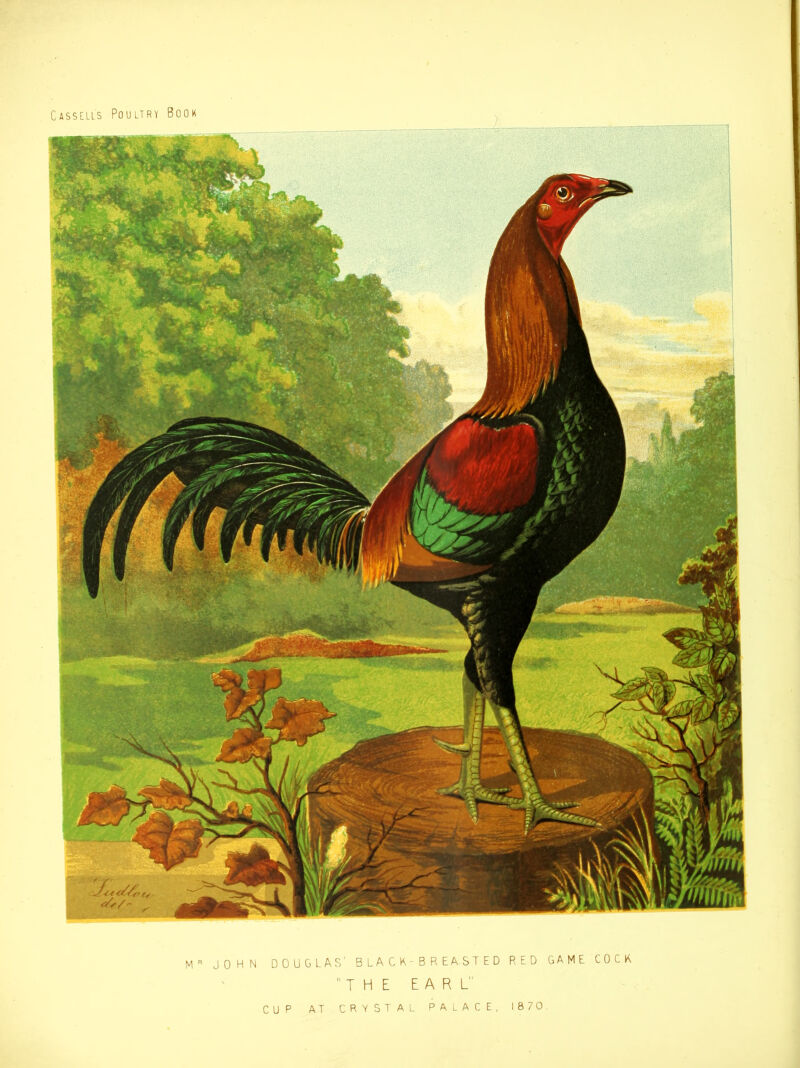 CASstLis Poultry Book M JOHN DOUGLAS’ BLACK-BREASTED RED GAME COCK THE EARL' CUP AT CRYSTAL PALACE, 1870