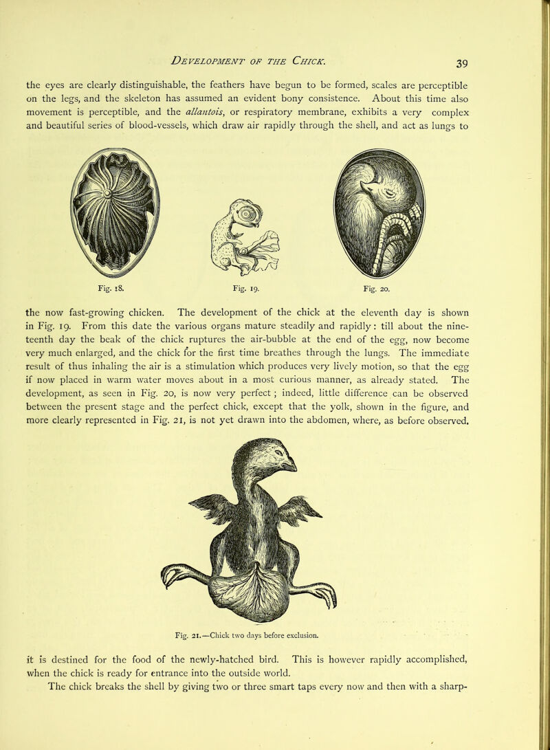 Development of the Chick. the eyes are clearly distinguishable, the feathers have begun to be formed, scales are perceptible on the legs, and the skeleton has assumed an evident bony consistence. About this time also movement is perceptible, and the allantois, or respiratory membrane, exhibits a very complex and beautiful series of blood-vessels, which draw air rapidly through the shell, and act as lungs to Fig. 18. Fig. 20. the now fast-growing chicken. The development of the chick at the eleventh day is shown in Fig. 19. From this date the various organs mature steadily and rapidly: till about the nine- teenth day the beak of the chick ruptures the air-bubble at the end of the egg, now become very much enlarged, and the chick for the first time breathes through the lungs. The immediate result of thus inhaling the air is a stimulation which produces very lively motion, so that the egg if now placed in warm water moves about in a most curious manner, as already stated. The development, as seen in Fig. 20, is now very perfect ; indeed, little difference can be observed between the present stage and the perfect chick, except that the yolk, shown in the figure, and more clearly represented in Fig. 21, is not yet drawn into the abdomen, where, as before observed. Fig. 21.—Chick two days before exclusion. it is destined for the food of the newly-hatched bird. This is however rapidly accomplished, when the chick is ready for entrance into the outside world. The chick breaks the shell by giving two or three smart taps every now and then with a sharp-
