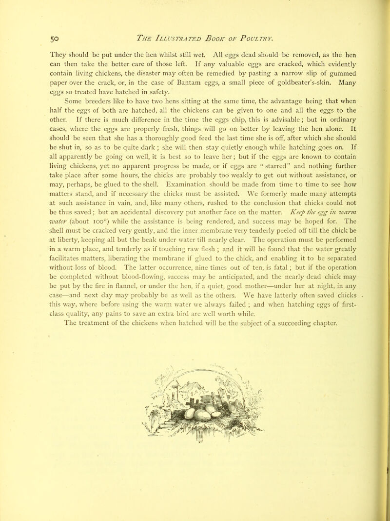 They should be put under the hen whilst still wet. All eggs dead should be removed, as the hen can then take the better care of those left. If any valuable eggs are cracked, which evidently contain living chickens, the disaster may often be remedied by pasting a narrow slip of gummed paper over the crack, or, in the case of Bantam eggs, a small piece of goldbeater’s-skin. Many eggs so treated have hatched in safety. Some breeders like to have two hens sitting at the same time, the advantage being that when half the eggs of both are hatched, all the chickens can be given to one and all the eggs to the other. If there is much difference in the time the eggs chip, this is advisable; but in ordinary cases, where the eggs are properly fresh, things will go on better by leaving the hen alone. It should be seen that she has a thoroughly good feed the last time she is off, after which she should be shut in, so as to be quite dark ; she will then stay quietly enough while hatching goes on. If all apparently be going on well, it is best so to leave her; but if the eggs are known to contain living chickens, yet no apparent progress be made, or if eggs are “starred” and nothing further take place after some hours, the chicks are probably too weakly to get out without assistance, or may, perhaps, be glued to the shell. Examination should be made from time to time to see how matters stand, and if necessary the chicks must be assisted. We formerly made many attempts at such assistance in vain, and, like many others, rushed to the conclusion that chicks could not be thus saved ; but an accidental discovery put another face on the matter. Keep the egg in warm water (about ioo°) while the assistance is being rendered, and success may be hoped for. The shell must be cracked very gently, and the inner membrane very tenderly peeled off till the chick be at liberty, keeping all but the beak under water till nearly clear. The operation must be performed in a warm place, and tenderly as if touching raw flesh ; and it will be found that the water greatly facilitates matters, liberating the membrane if glued to the chick, and enabling it to be separated without loss of blood. The latter occurrence, nine times out of ten, is fatal ; but if the operation be completed without blood-flowing, success may be anticipated, and the nearly dead chick may be put by the fire in flannel, or under the hen, if a quiet, good mother—under her at night, in any case—and next day may probably be as well as the others. We have latterly often saved chicks this way, where before using the warm water we always failed ; and when hatching eggs of first- class quality, any pains to save an extra bird are well worth while. The treatment of the chickens when hatched will be the subject of a succeeding chapter. I