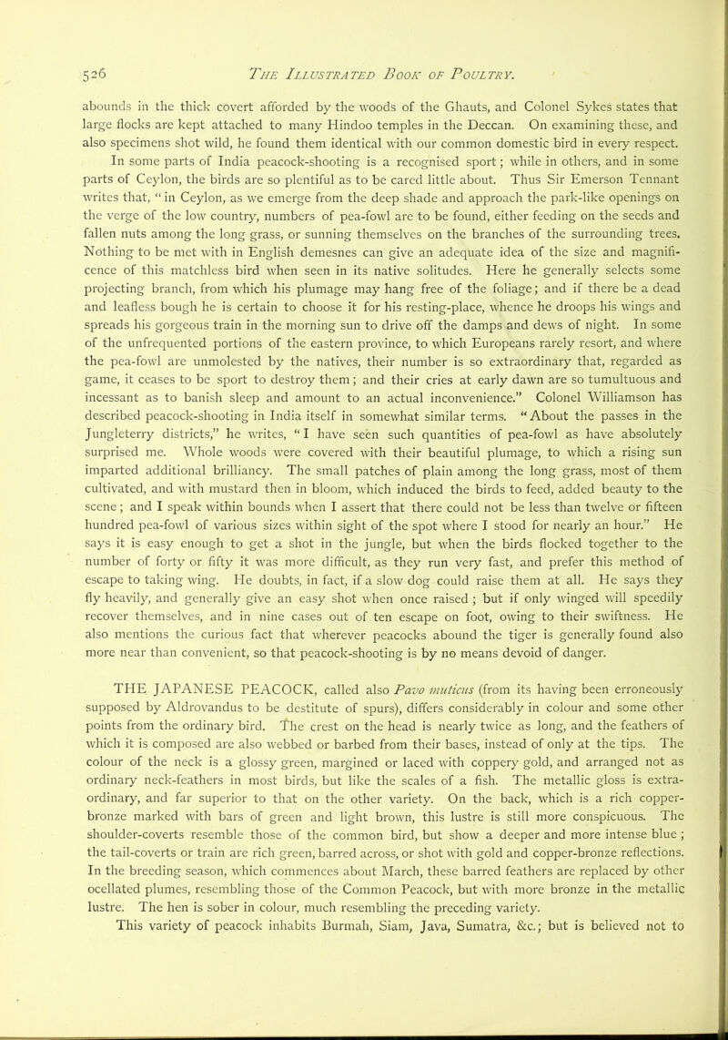 abounds in the thick covert afforded by the Avoods of the Ghauts, and Colonel Sykes states that large flocks are kept attached to many Hindoo temples in the Deccan. On examining these, and also specimens shot wild, he found them identical with our common domestic bird in every respect. In some parts of India peacock-shooting is a recognised sport; while in others, and in some parts of Ceylon, the birds are so plentiful as to be cared little about. Thus Sir Emerson Tennant writes that, “ in Ceylon, as we emerge from the deep shade and approach the park-like openings on the verge of the low country, numbers of pea-fowl are to be found, either feeding on the seeds and fallen nuts among the long grass, or sunning themselves on the branches of the surrounding trees. Nothing to be met with in English demesnes can give an adequate idea of the size and magnifi- cence of this matchless bird when seen in its native solitudes. Here he generally selects some projecting branch, from which his plumage may hang free of the foliage; and if there be a dead and leafless bough he is certain to choose it for his resting-place, whence he droops his wings and spreads his gorgeous train in the morning sun to drive off the damps and dews of night. In some of the unfrequented portions of the eastern province, to which Europeans rarely resort, and where the pea-fowl are unmolested by the natives, their number is so extraordinary that, regarded as game, it ceases to be sport to destroy them; and their cries at early dawn are so tumultuous and incessant as to banish sleep and amount to an actual inconvenience.” Colonel Williamson has described peacock-shooting in India itself in somewhat similar terms. “About the passes in the Jungleterry districts,” he writes, “I have seen such quantities of pea-fowl as have absolutely surprised me. Whole woods were covered with their beautiful plumage, to which a rising sun imparted additional brilliancy. The small patches of plain among the long grass, most of them cultivated, and with mustard then in bloom, which induced the birds to feed, added beauty to the scene; and I speak within bounds when I assert that there could not be less than twelve or fifteen hundred pea-fowl of various sizes within sight of the spot where I stood for nearly an hour.” He says it is easy enough to get a shot in the jungle, but when the birds flocked together to the number of forty or fifty it was more difficult, as they run very fast, and prefer this method of escape to taking wing. He doubts, in fact, if a slow dog could raise them at all. He says they fly heavily, and generally give an easy shot when once raised ; but if only winged will speedily recover themselves, and in nine cases out of ten escape on foot, owing to their swiftness. He also mentions the curious fact that wherever peacocks abound the tiger is generally found also more near than convenient, so that peacock-shooting is by no means devoid of danger. THE JAPANESE PEACOCK, called also Pavo inutiais (from its having been erroneously supposed by Aldrovandus to be destitute of spurs), differs considerably in colour and some other points from the ordinary bird. The crest on the head is nearly twice as long, and the feathers of which it is composed are also webbed or barbed from their bases, instead of only at the tips. The colour of the neck is a glossy green, margined or laced with coppery gold, and arranged not as ordinary neck-feathers in most birds, but like the scales of a fish. The metallic gloss is extra- ordinary, and far superior to that on the other variety. On the back, which is a rich copper- bronze marked with bars of green and light brown, this lustre is still more conspicuous. The shoulder-coverts resemble those of the common bird, but show a deeper and more intense blue ; the tail-coverts or train are rich green, barred across, or shot with gold and copper-bronze reflections. In the breeding season, which commences about March, these barred feathers are replaced by other ocellated plumes, resembling those of the Common Peacock, but with more bronze in the metallic lustre. The hen is sober in colour, much resembling the preceding variety. This variety of peacock inhabits Burmah, Siam, Java, Sumatra, &c.; but is believed not to